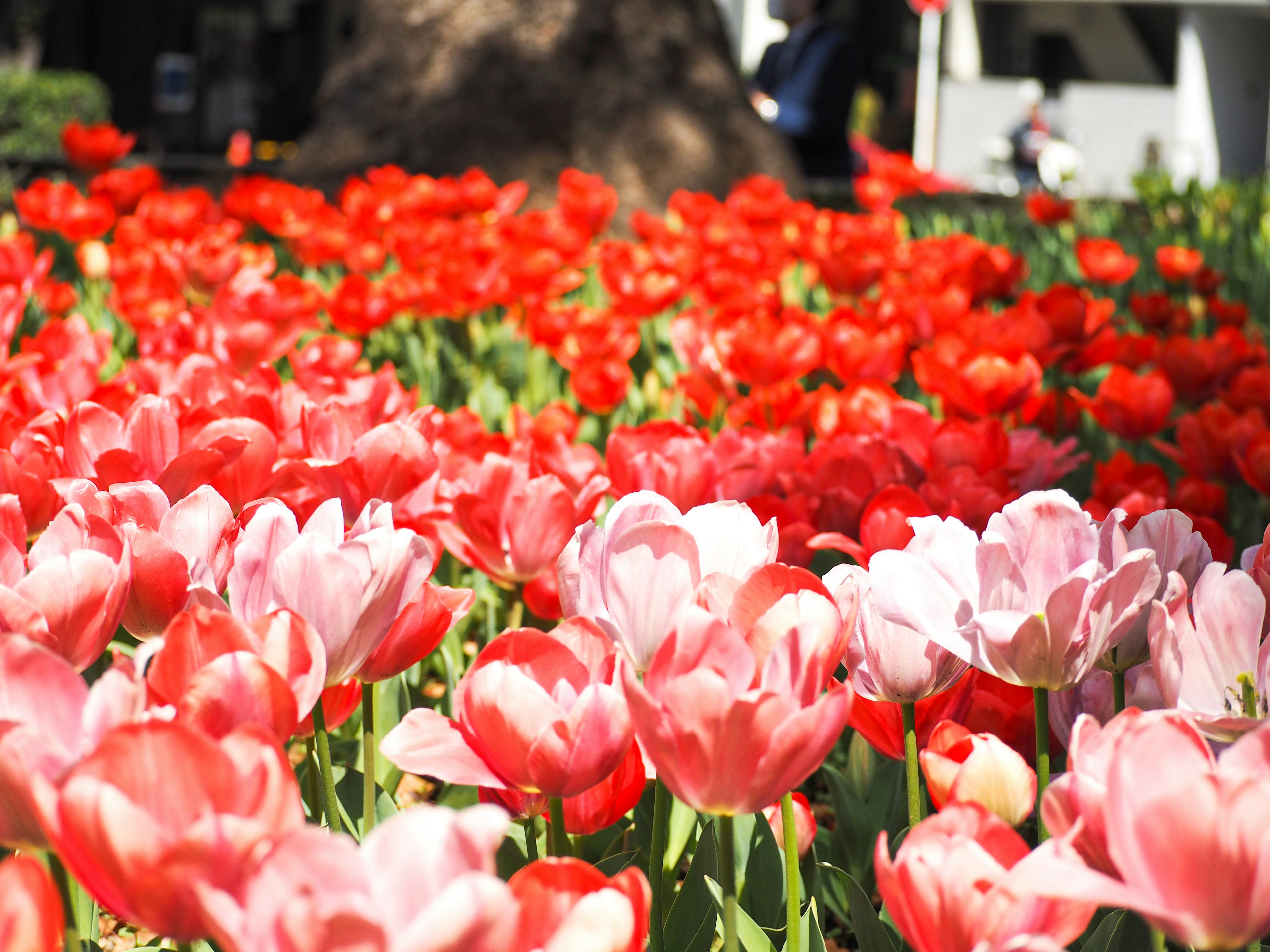 Kebun bunga cerah dipenuhi dengan tulip merah dan pink