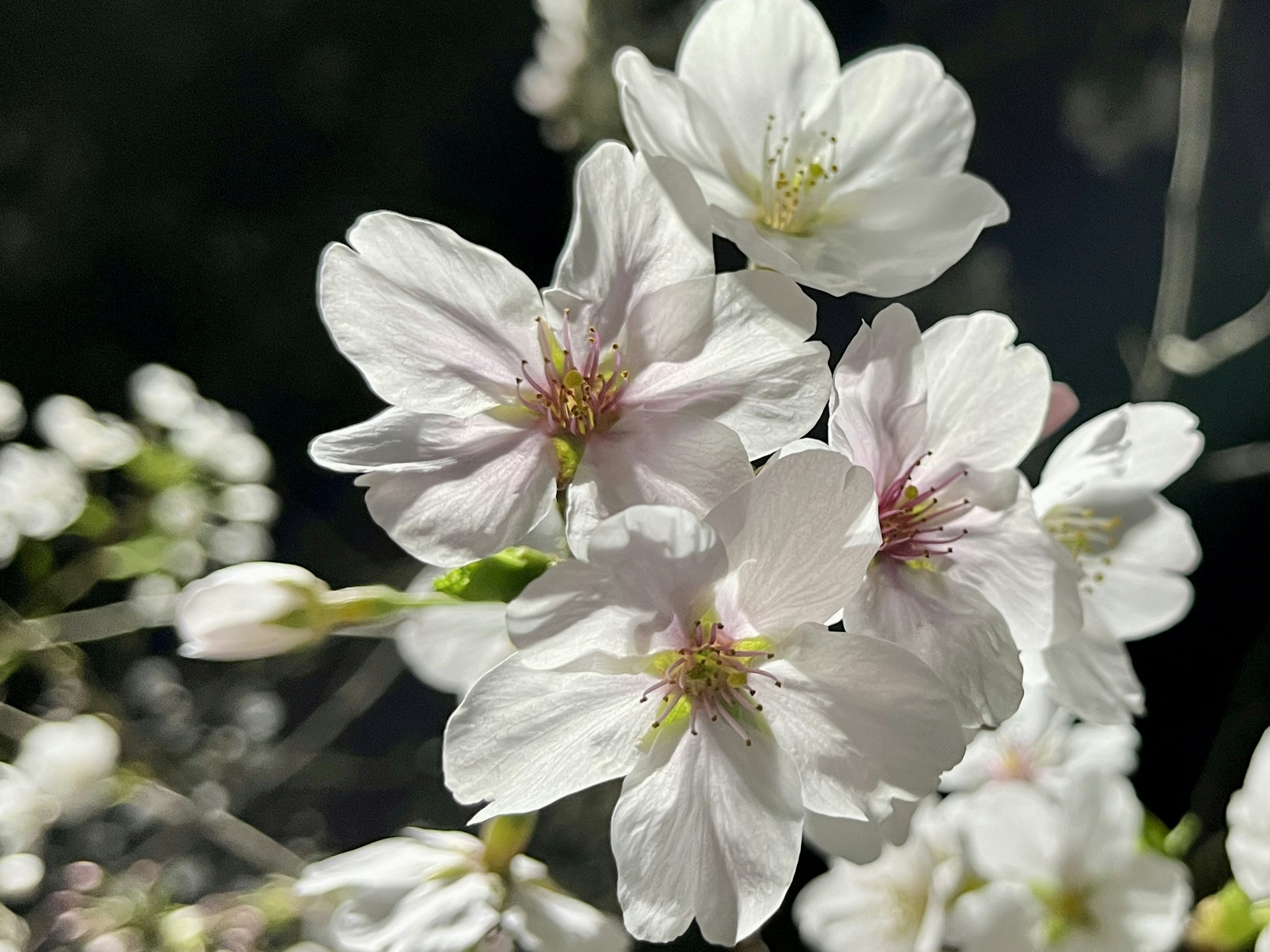 白色樱花盛开的特写图像