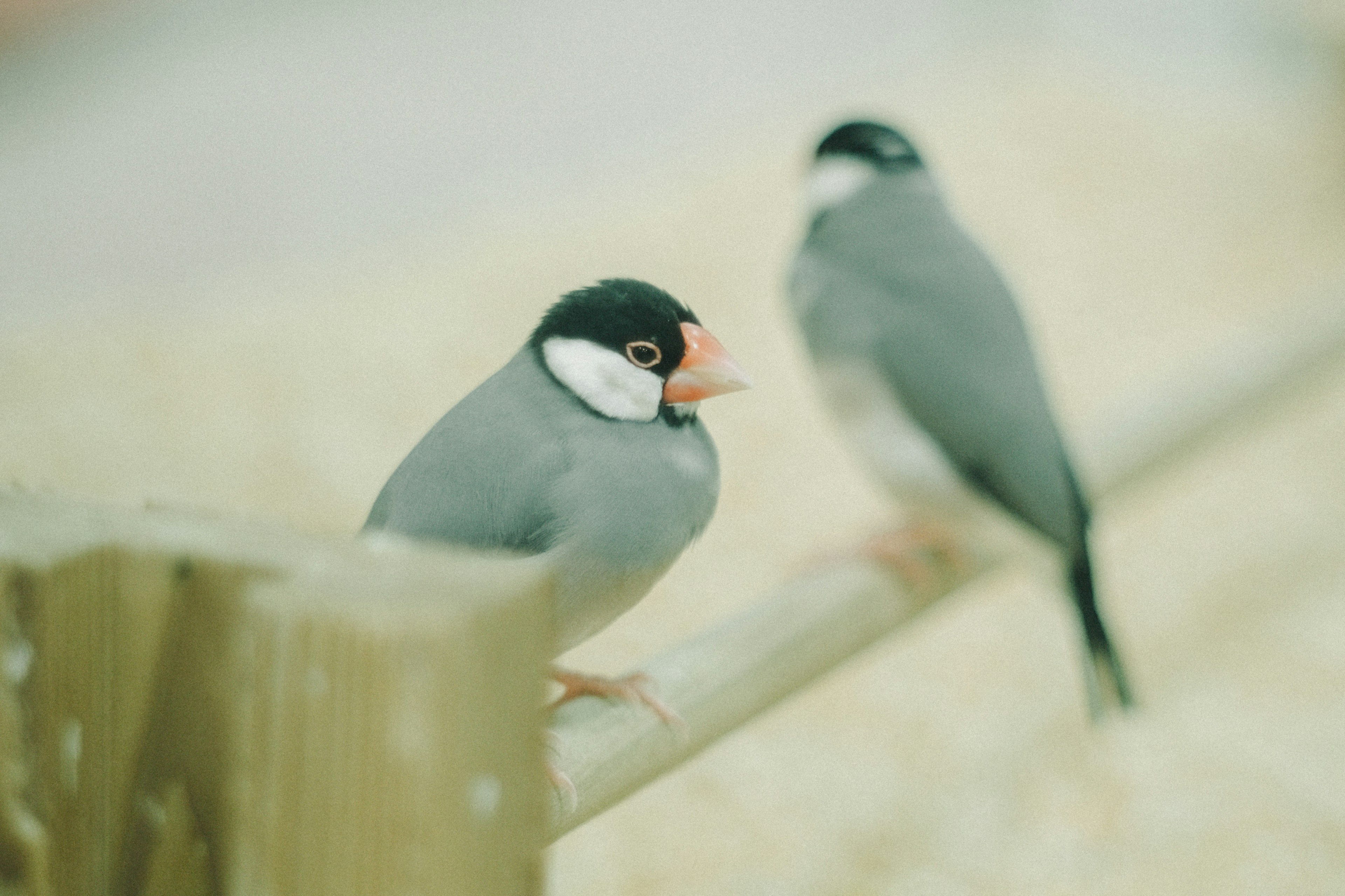 Zwei kleine Vögel sitzen auf einem Holzgeländer mit grauen Federn schwarzen Köpfen und orangen Schnäbeln