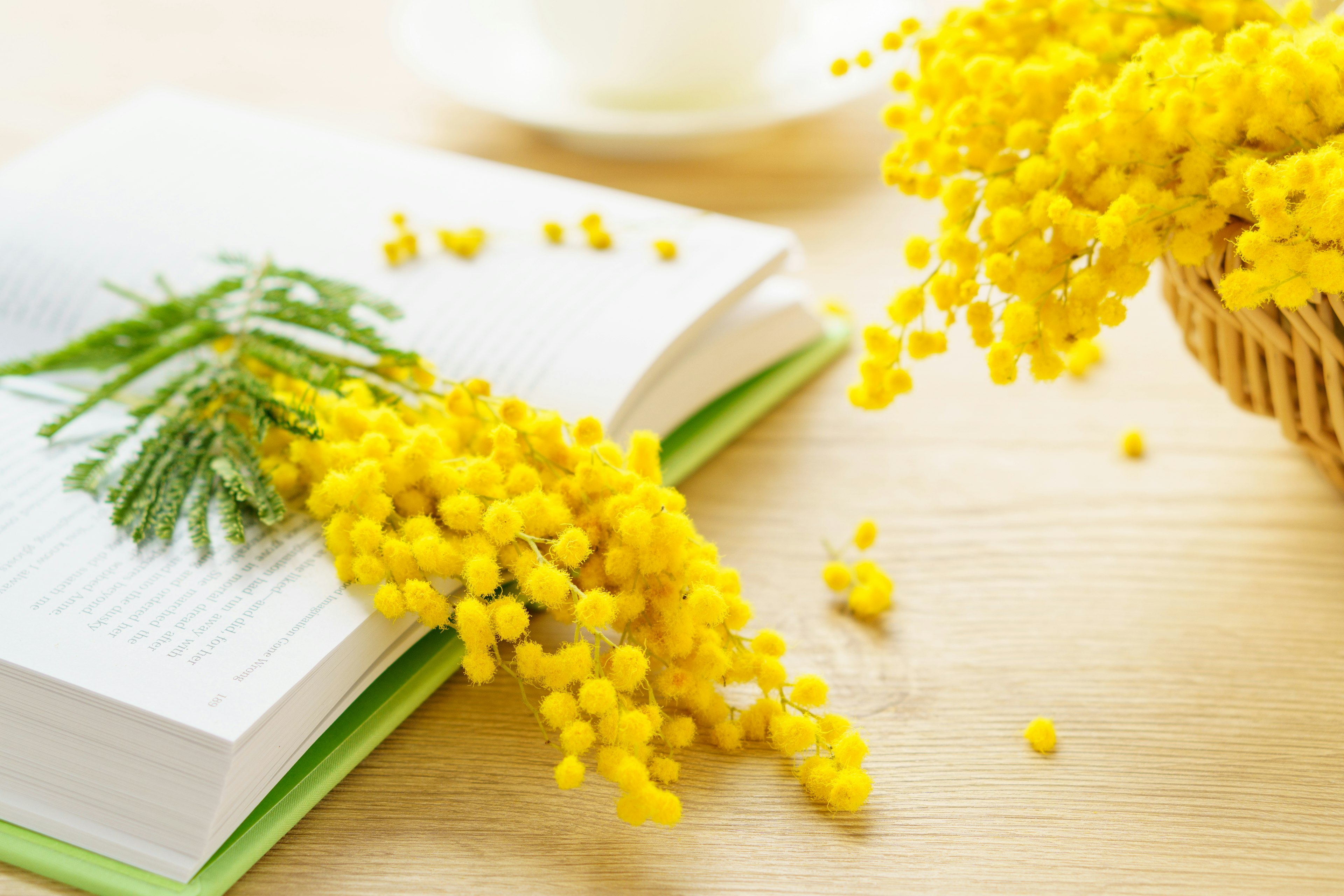 Fleurs de mimosa jaunes reposant sur un livre ouvert