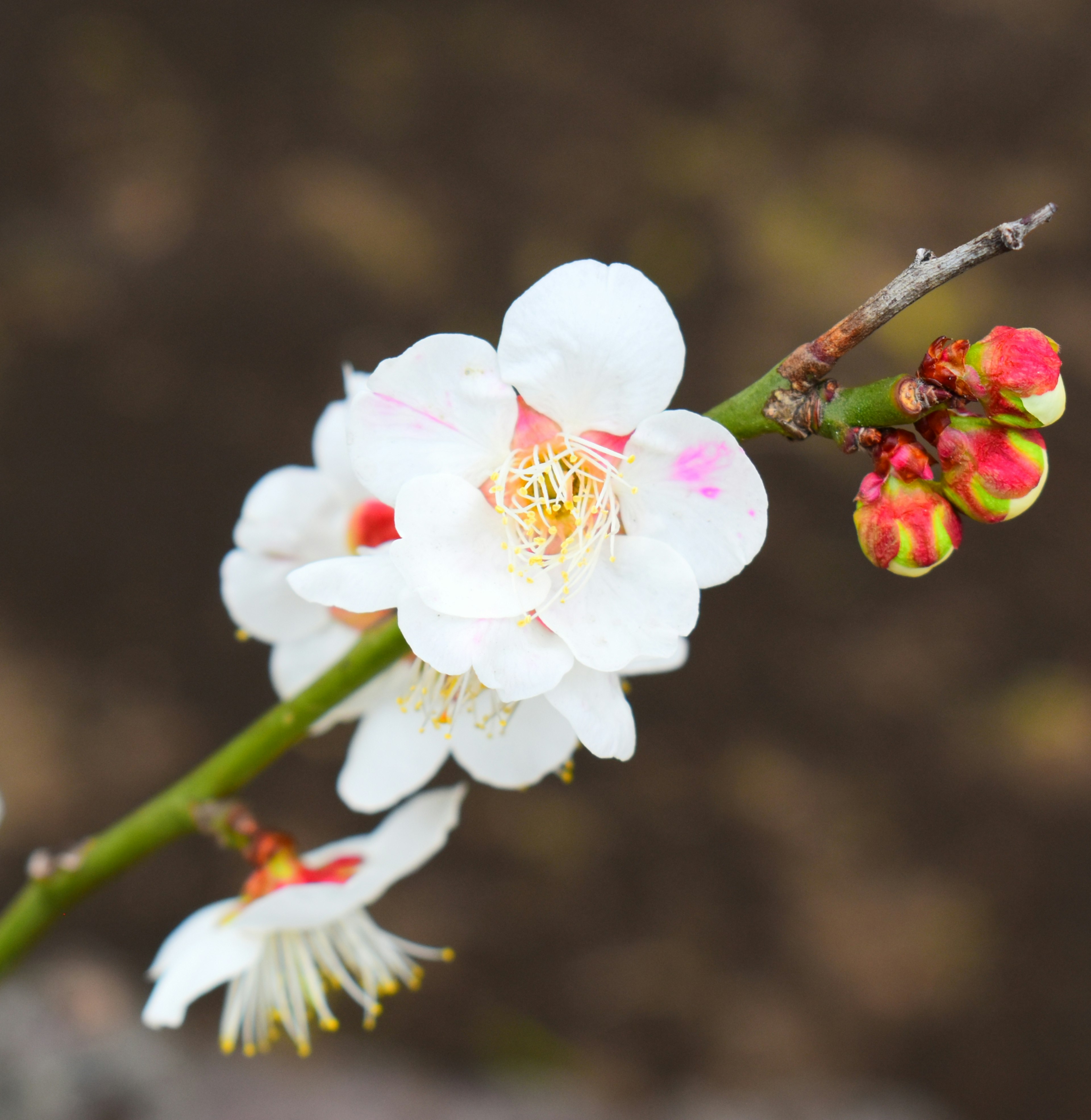 A branch featuring white plum blossoms and colorful buds