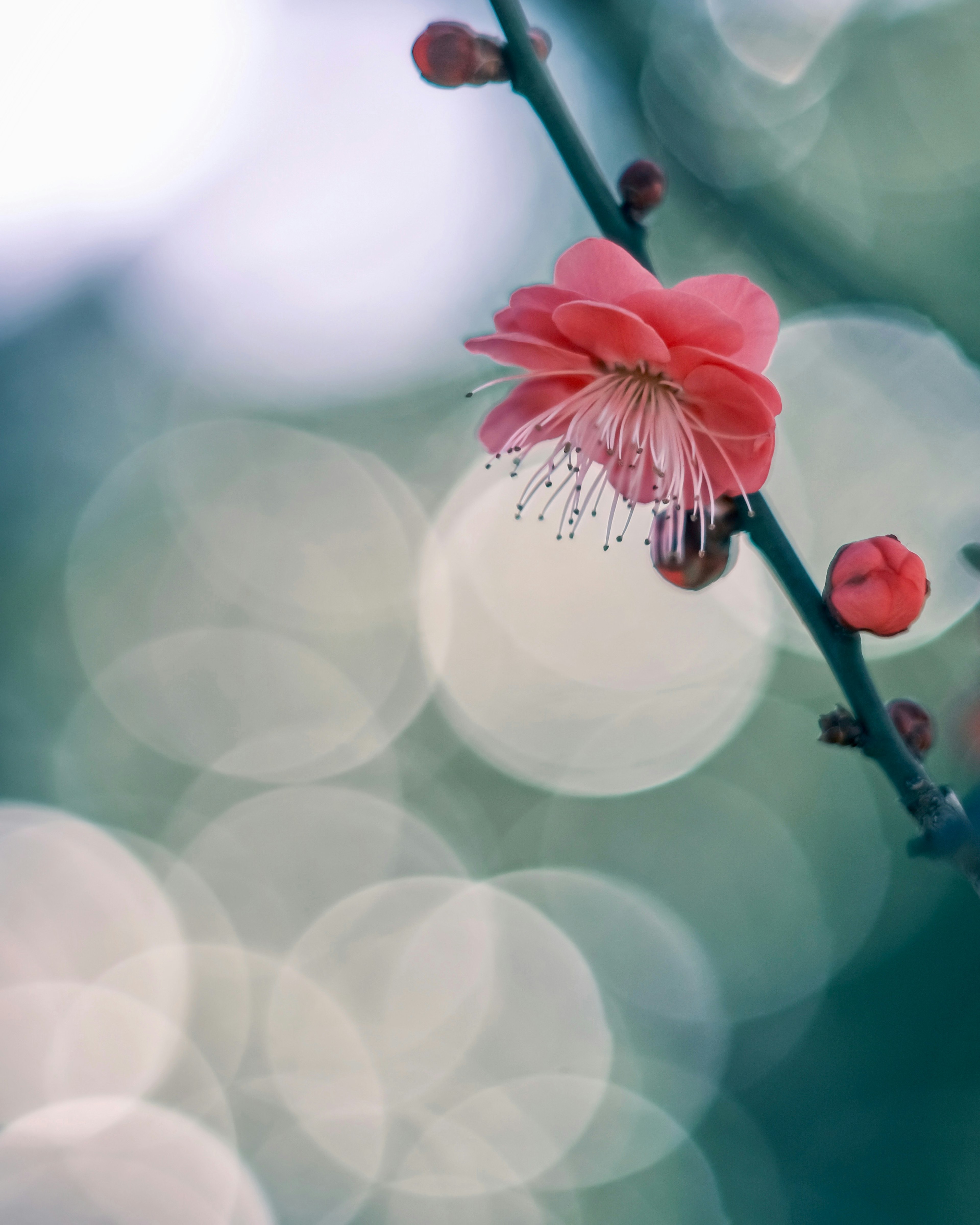 Nahaufnahme einer roten Blume mit verschwommenem grünem Hintergrund