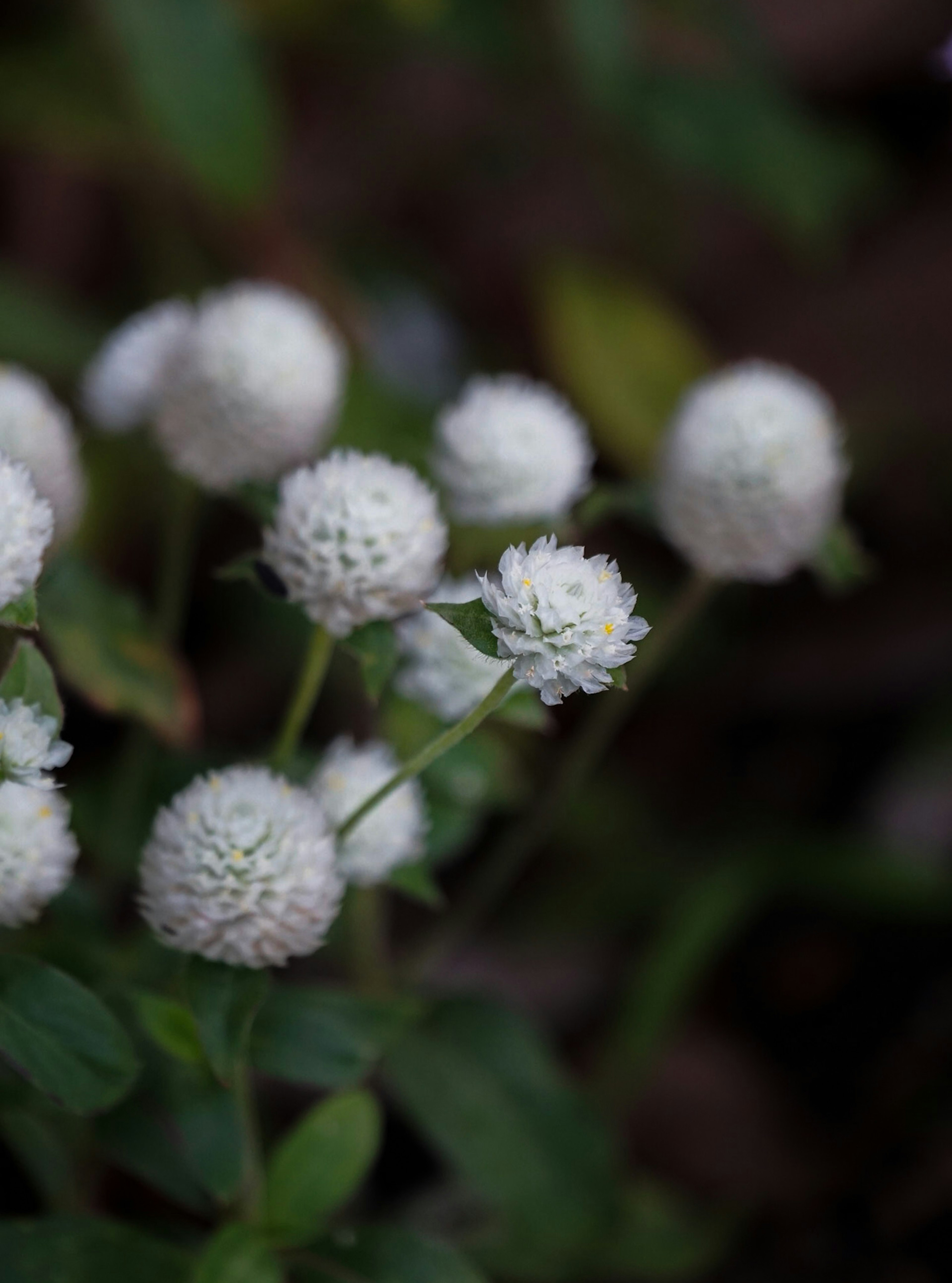 白い球状の花が集まっている様子