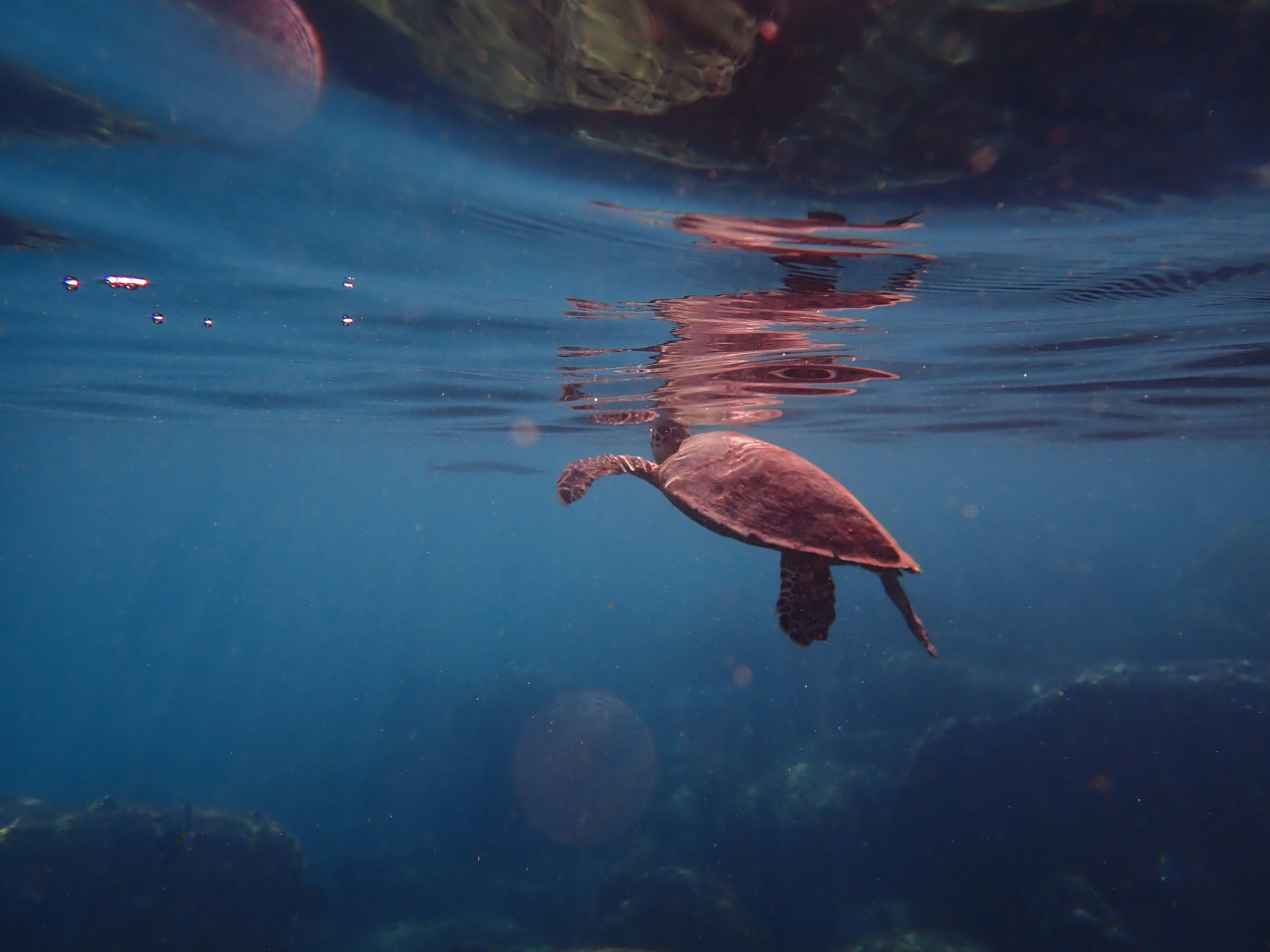 A turtle swimming underwater in a blue ocean with beautiful surface reflections