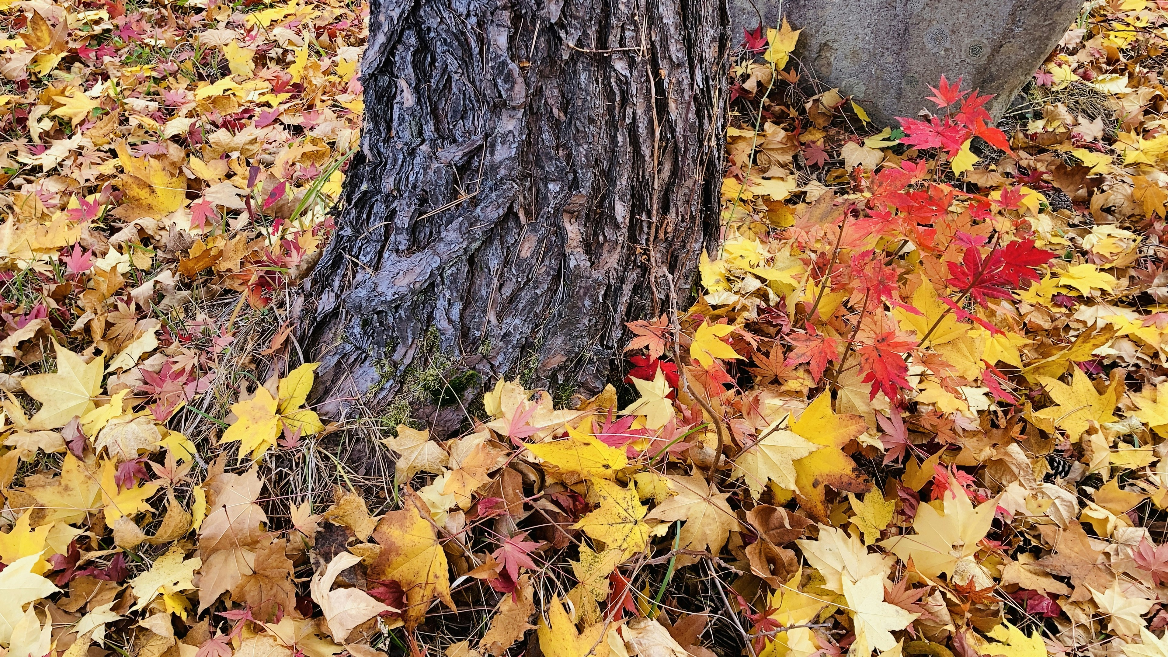 Tronco de árbol rodeado de hojas de otoño vibrantes