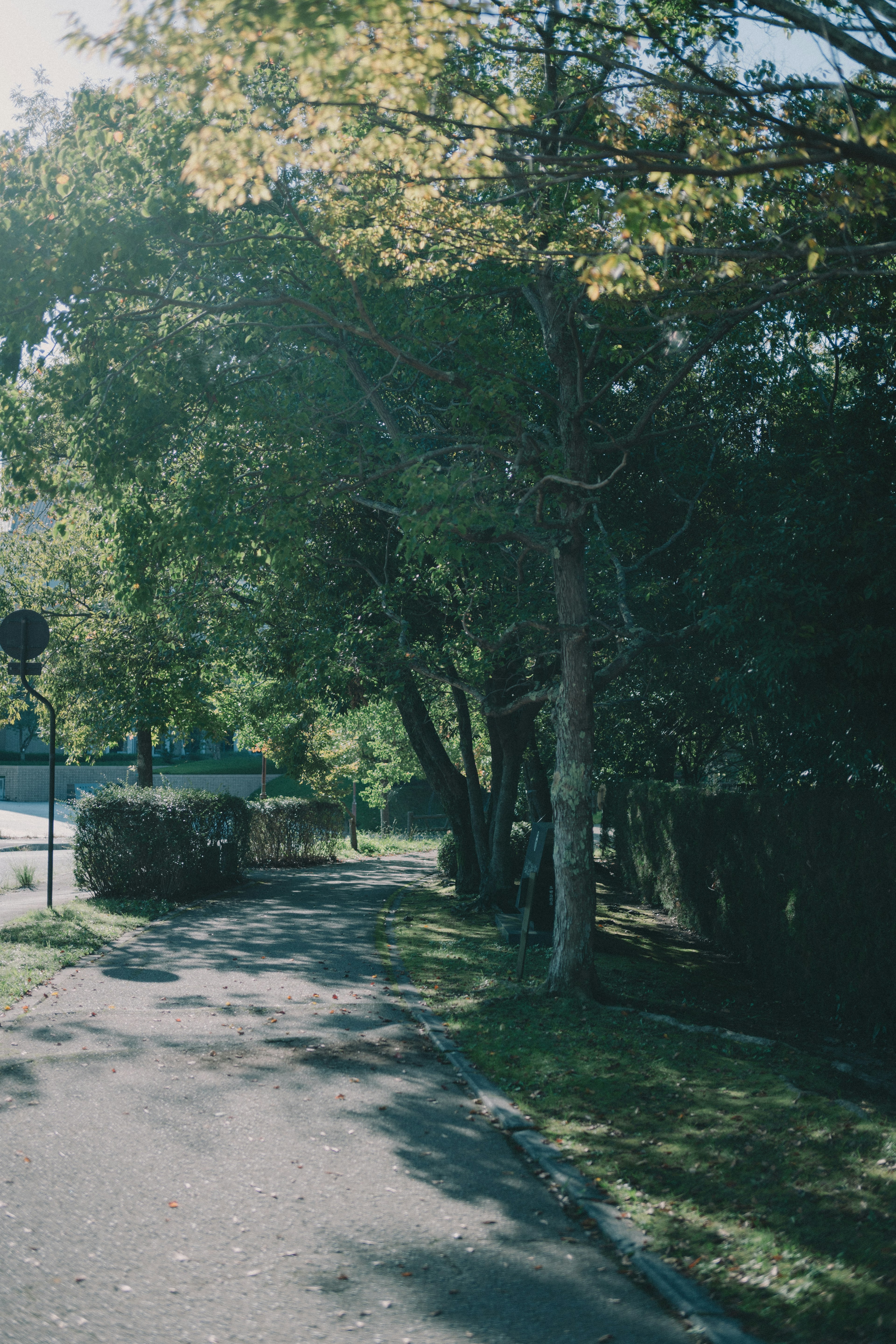 A serene pathway surrounded by lush green trees