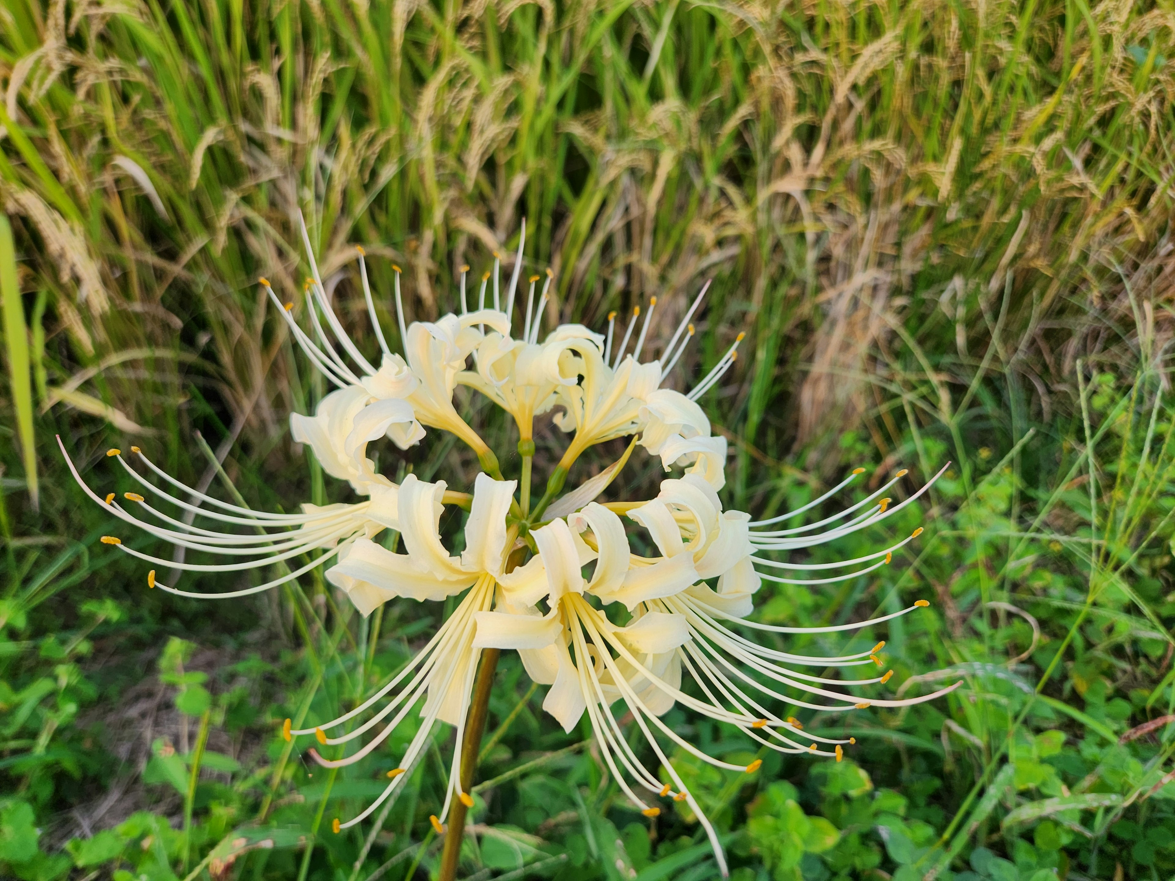 Un fiore bianco che sboccia tra le piante di riso verdi in un campo