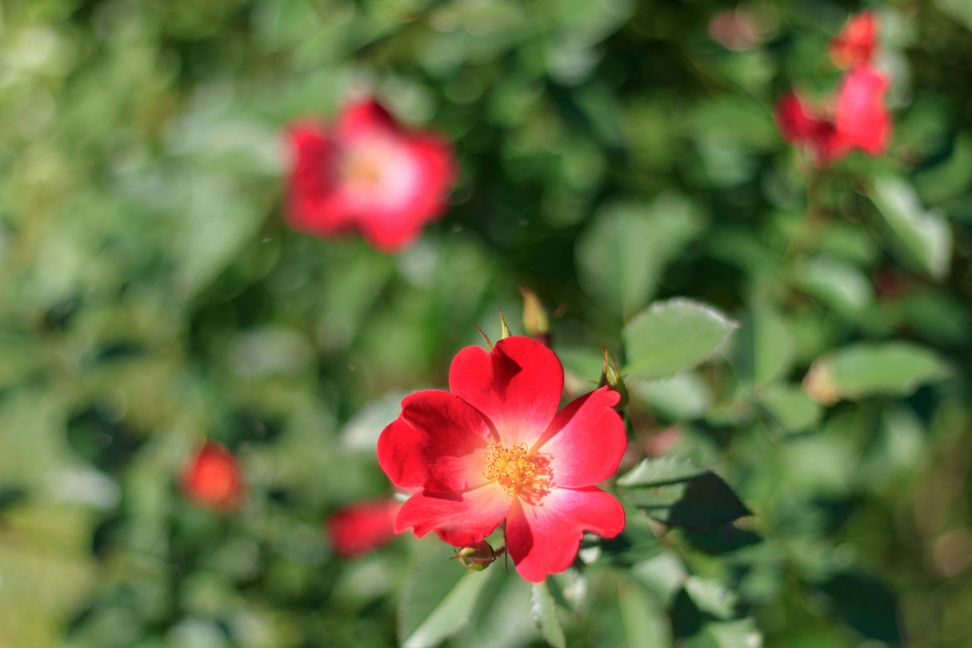 Flor de rosa roja vibrante rodeada de hojas verdes