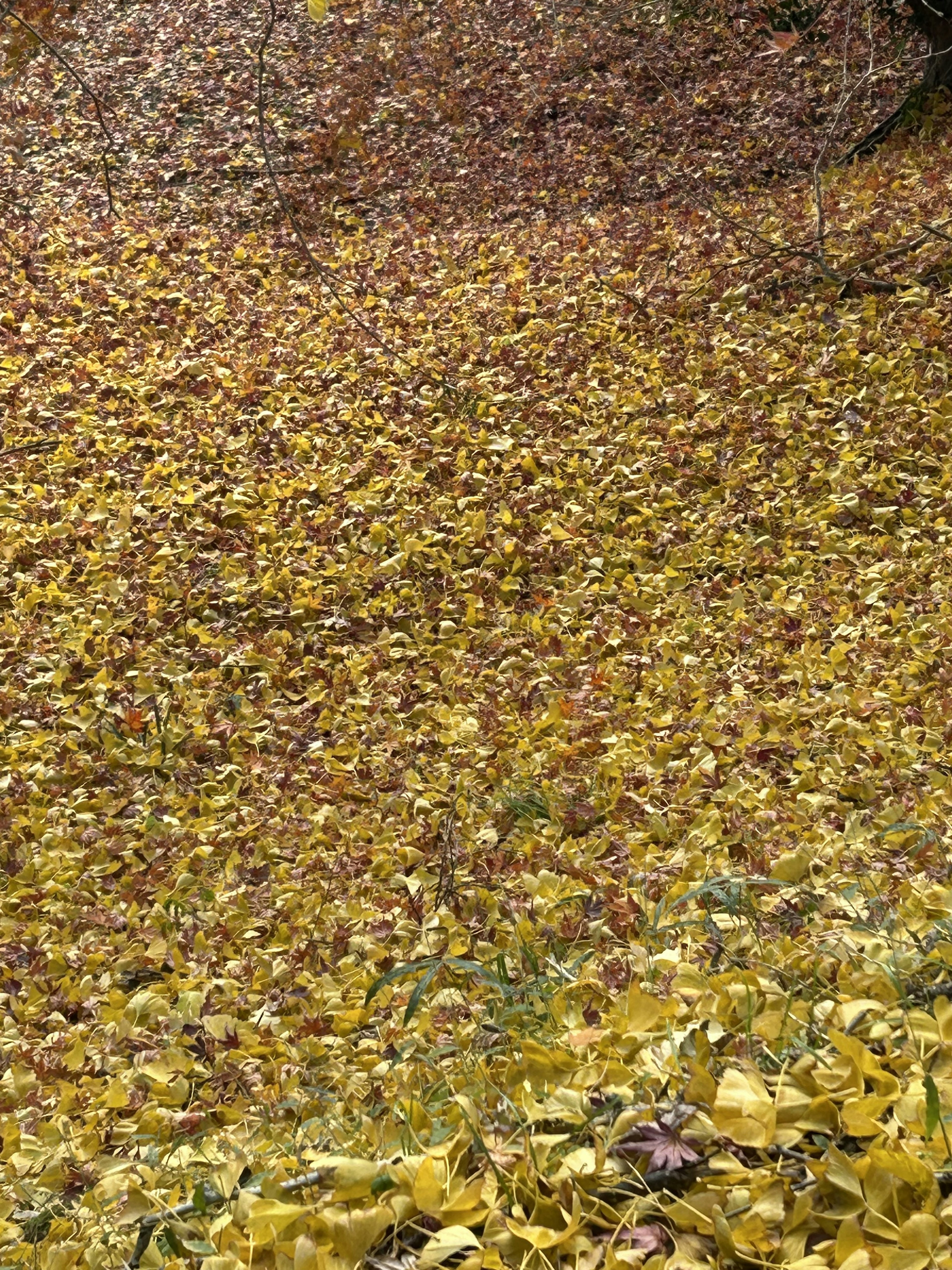 Boden bedeckt mit gelben Blättern im Herbst