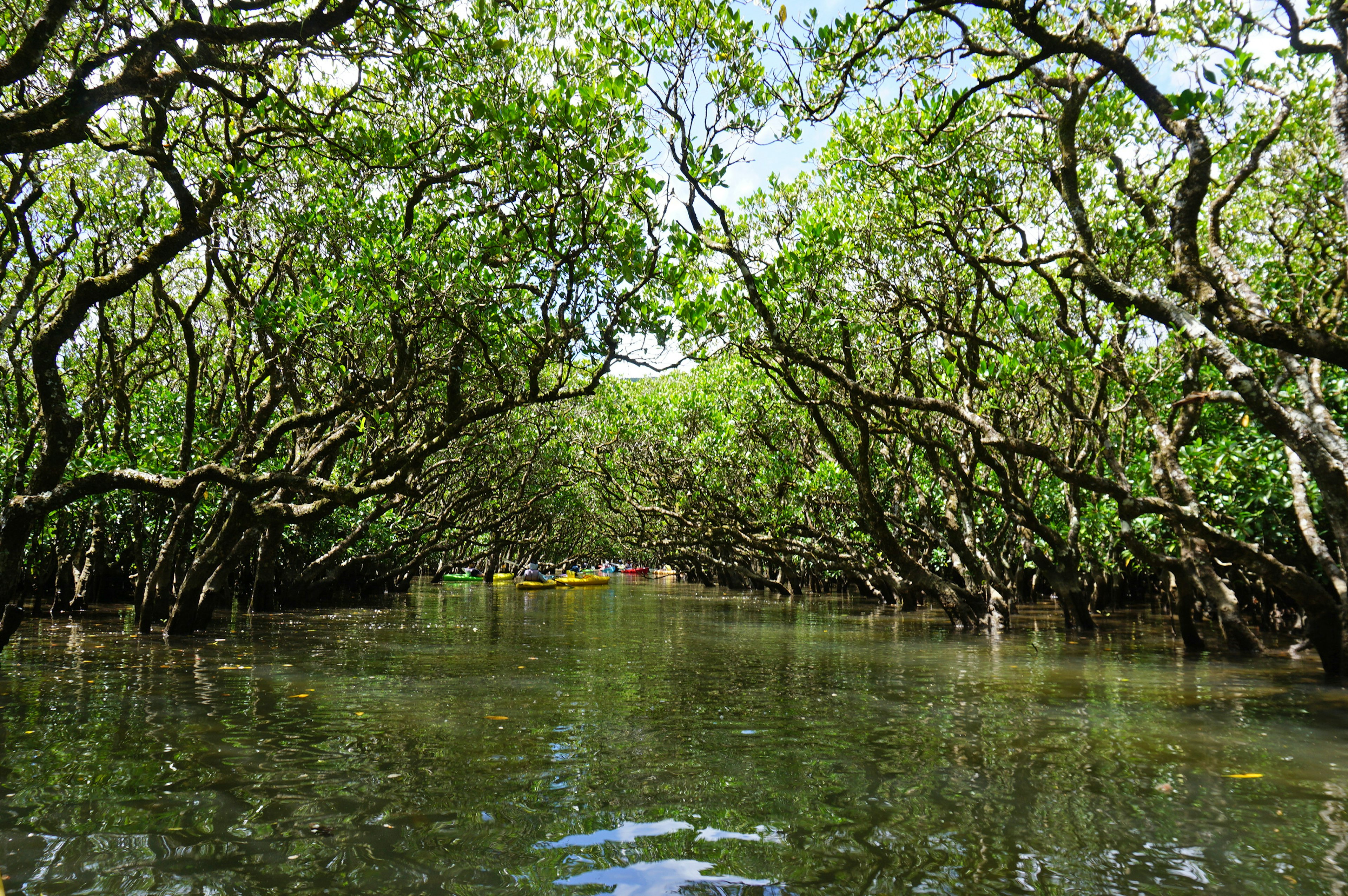 Canal sereno rodeado de árboles verdes exuberantes