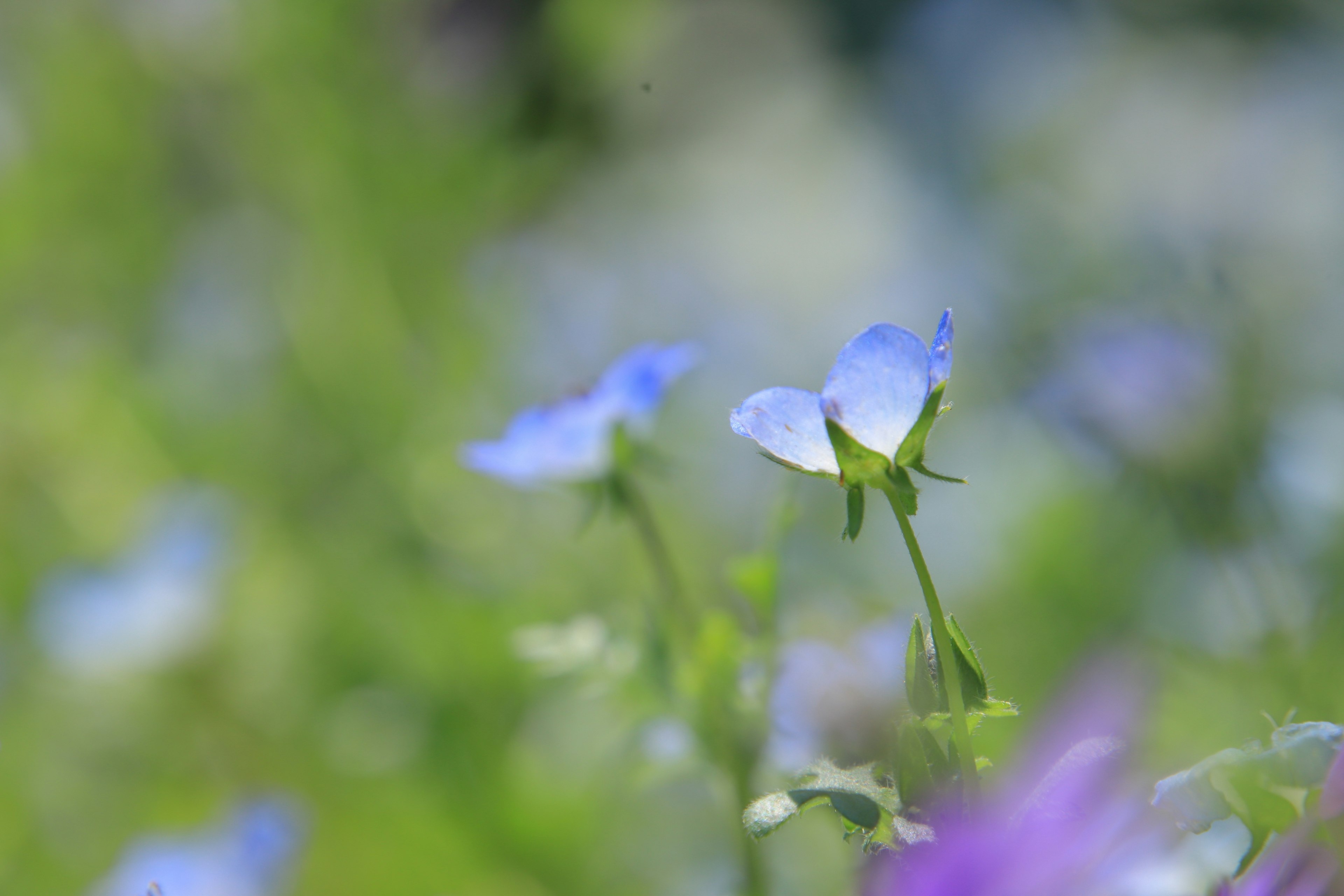 Blue flowers blooming against a blurred green background