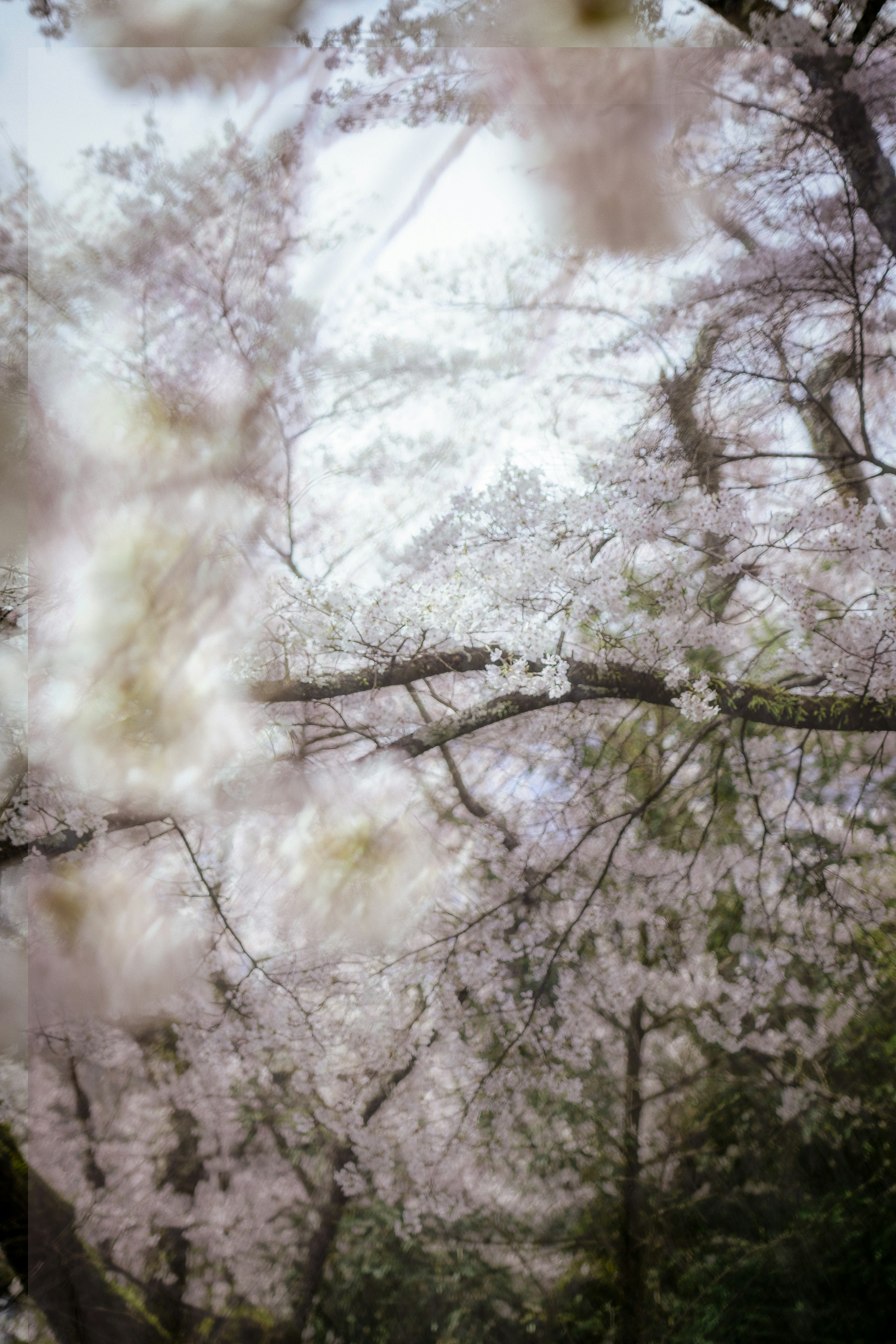 桜の花が満開の木々の下から見上げた景色