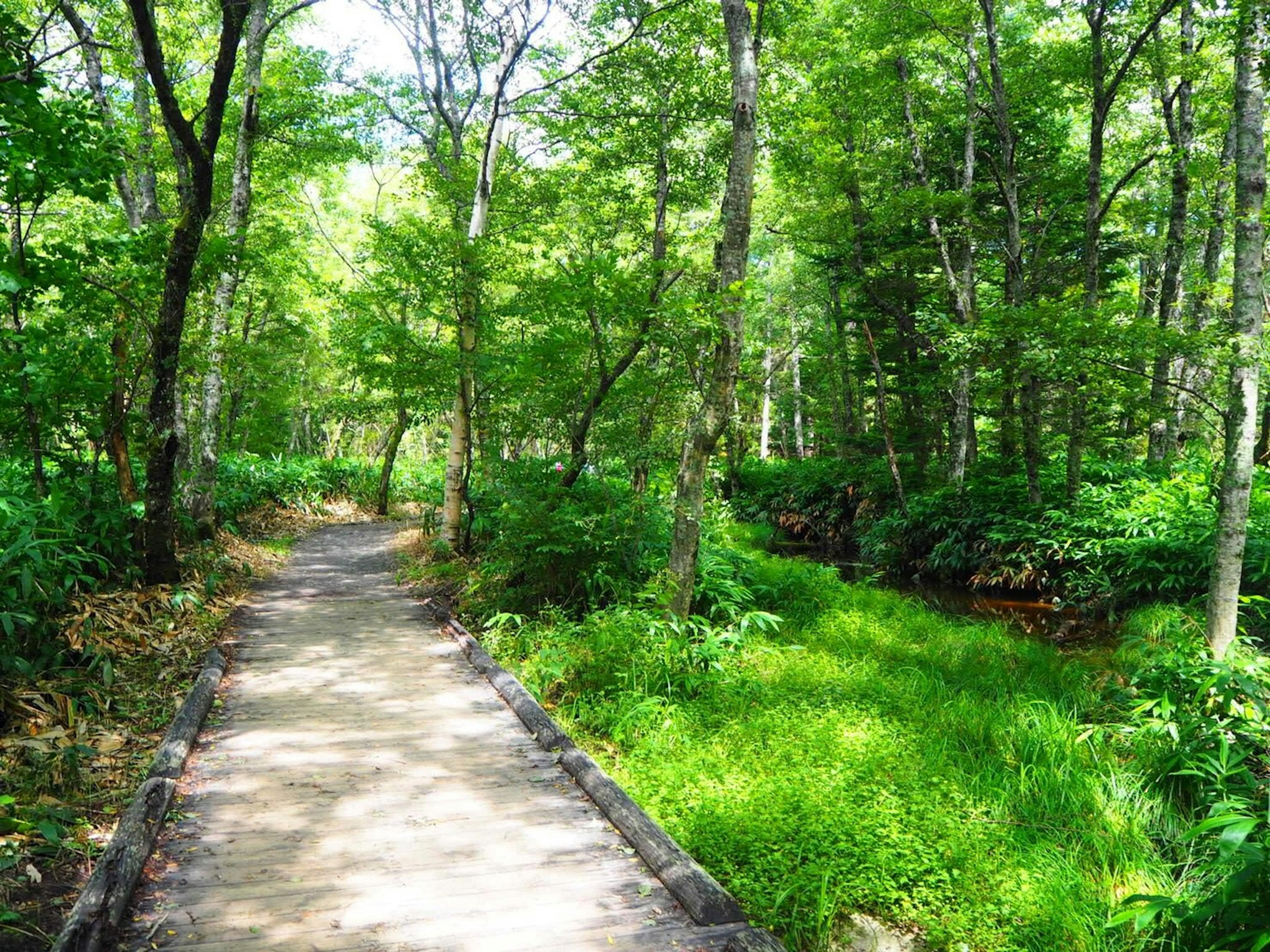 Pathway through a lush green forest with grass