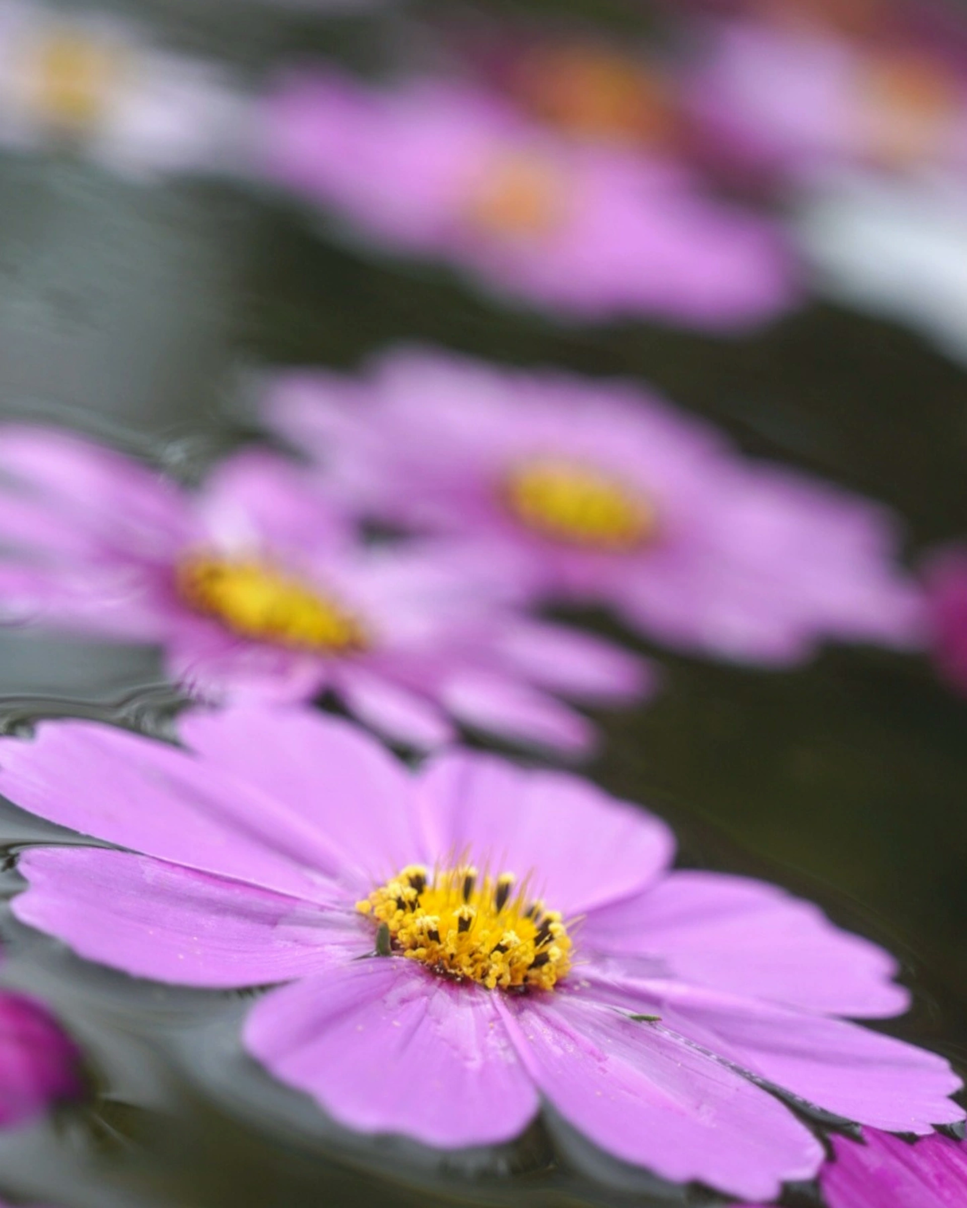 Fleurs roses flottant sur l'eau avec des centres jaunes