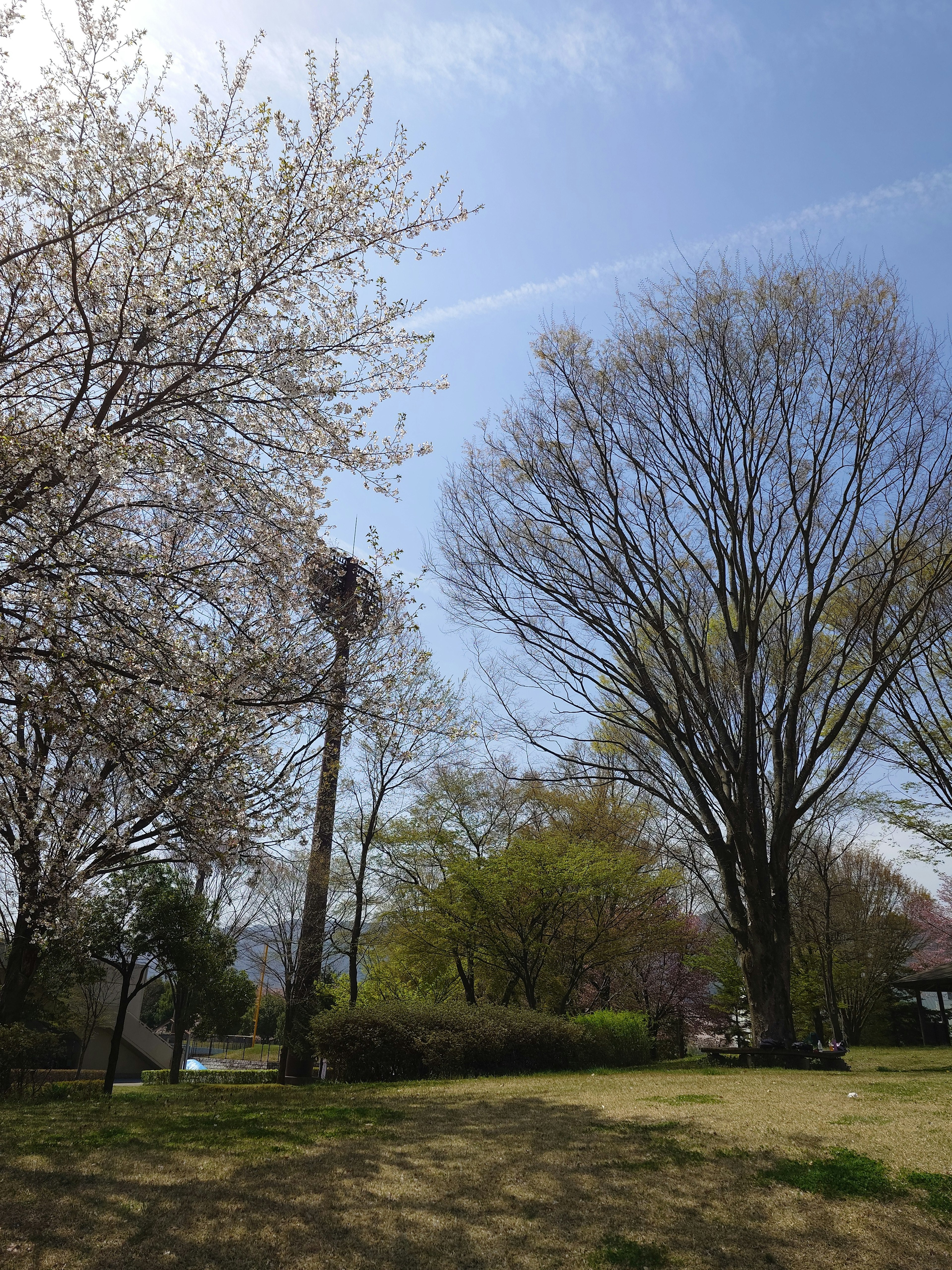 Scène de parc avec des cerisiers en fleurs et un feuillage vert sous un ciel bleu