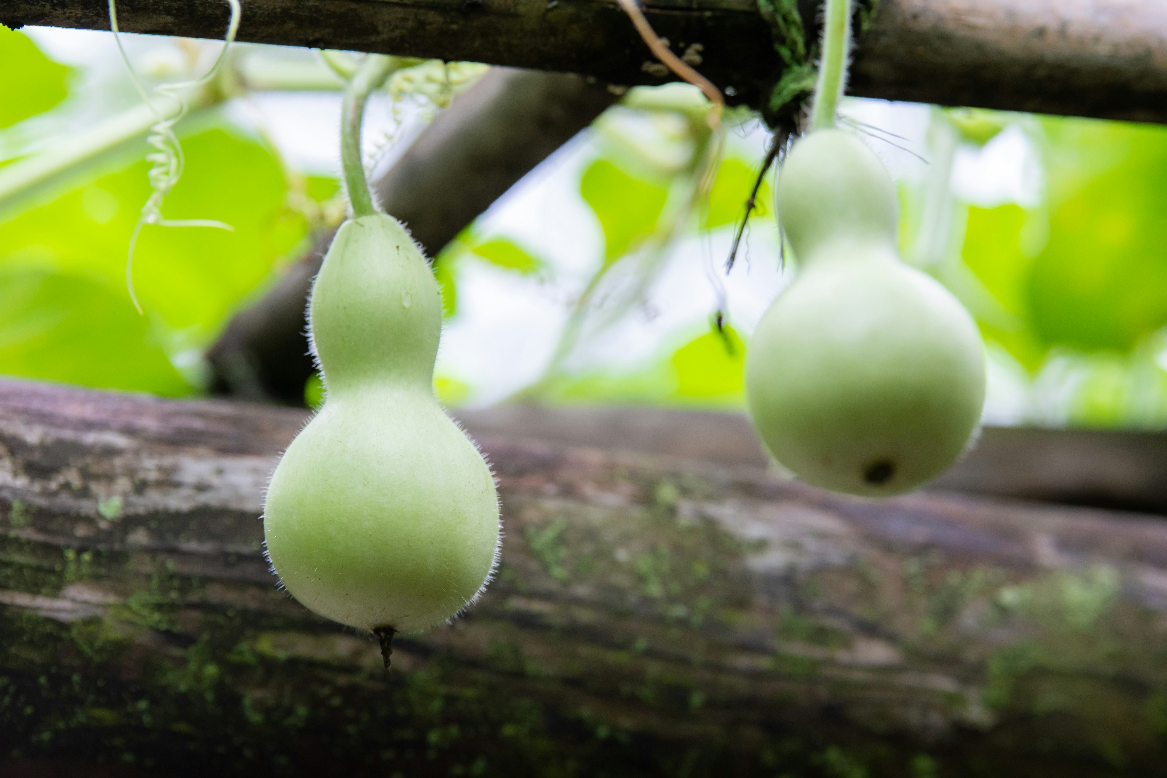 Green gourds hanging from a wooden structure