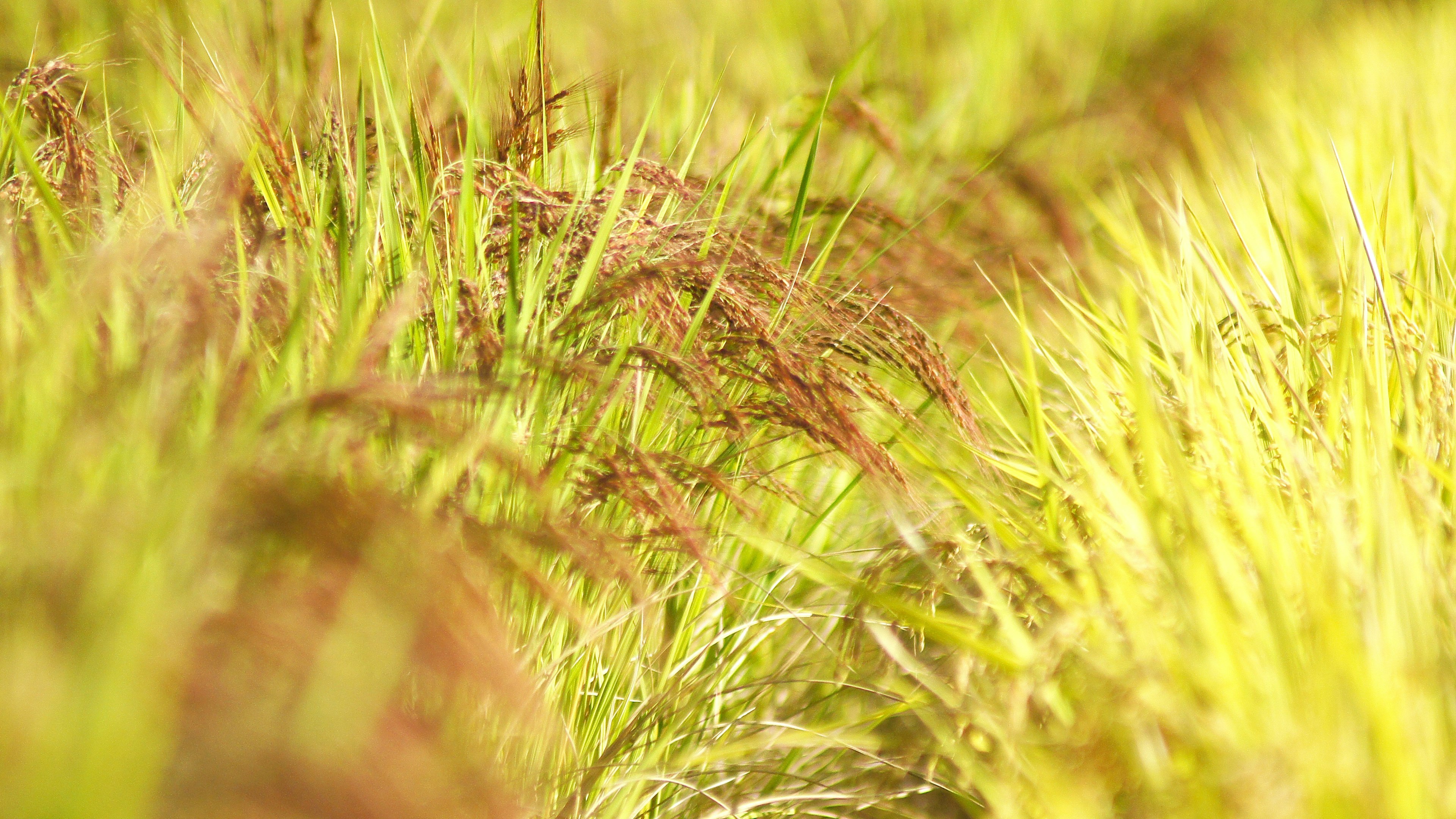 Landscape of green and golden rice stalks swaying in the wind