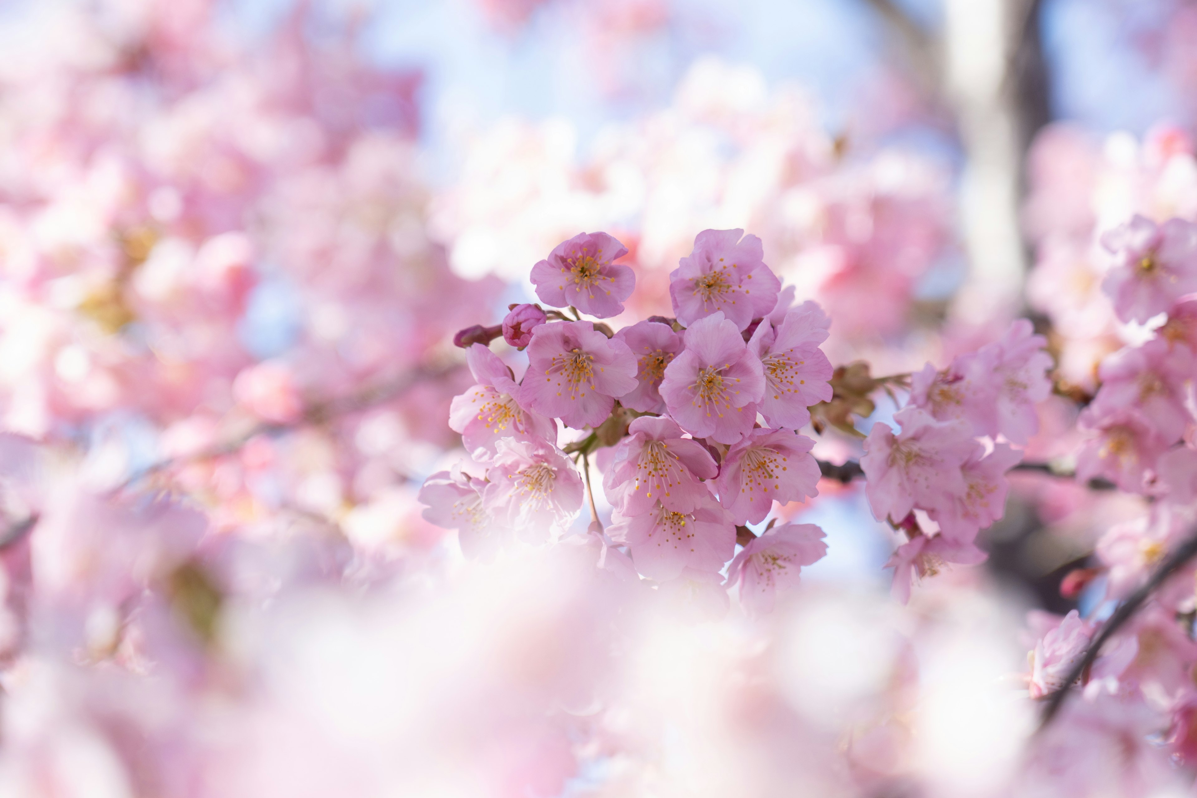 Bunga sakura merah muda yang mekar penuh