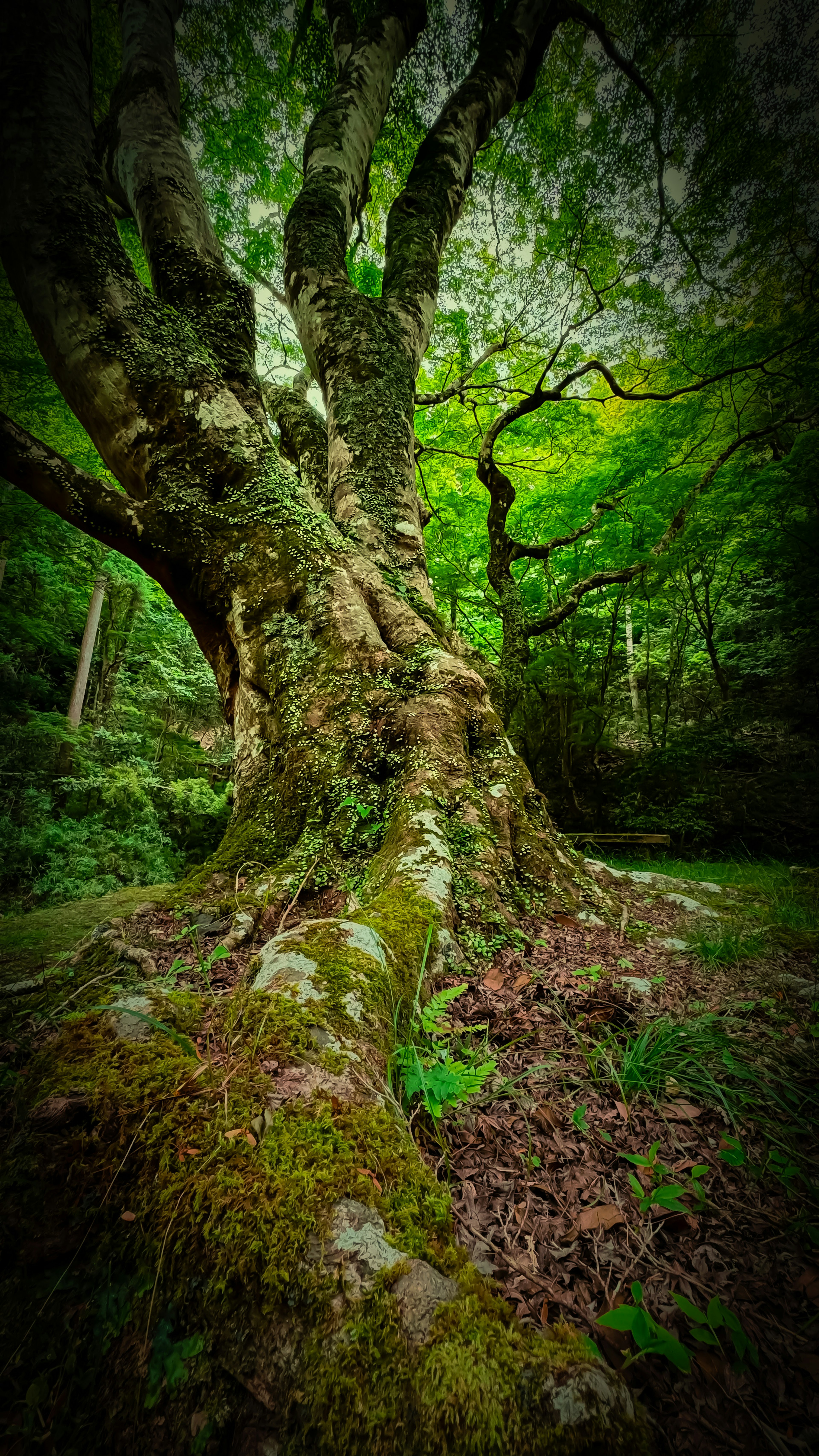 Tronco de árbol antiguo y raíces en un bosque frondoso