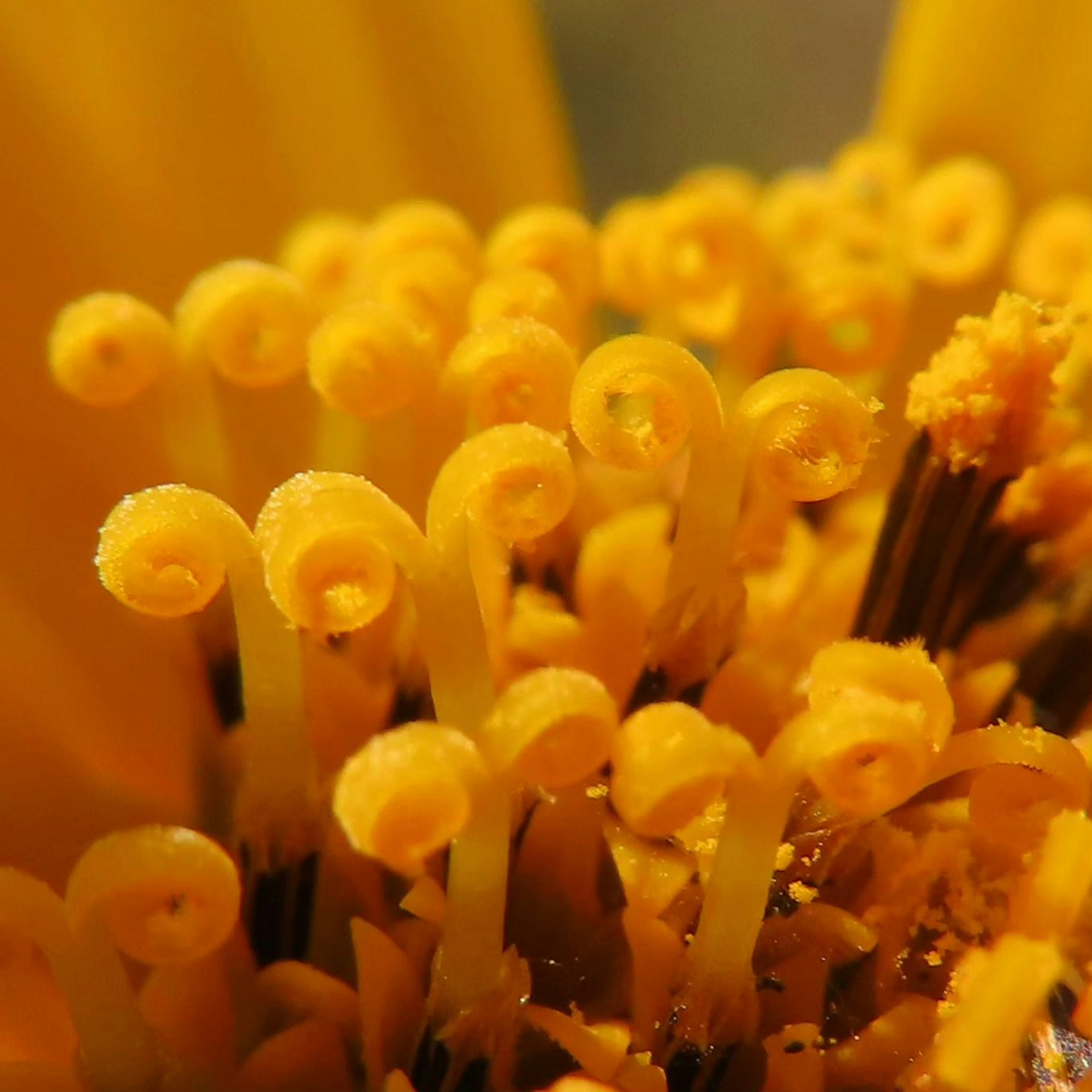 Close-up of yellow flower stamen with spiral-shaped pollen