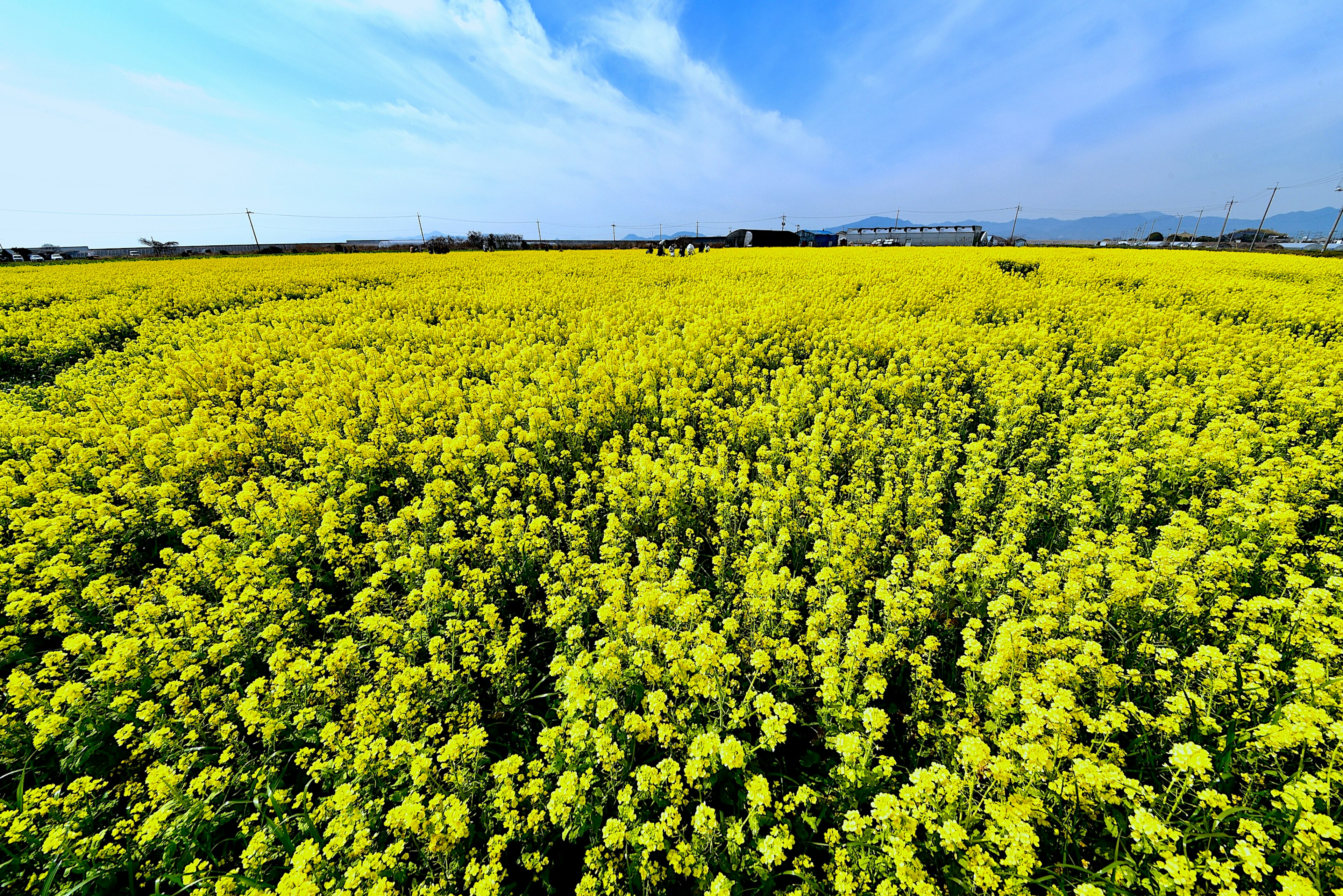 Ladang bunga canola kuning cerah di bawah langit biru