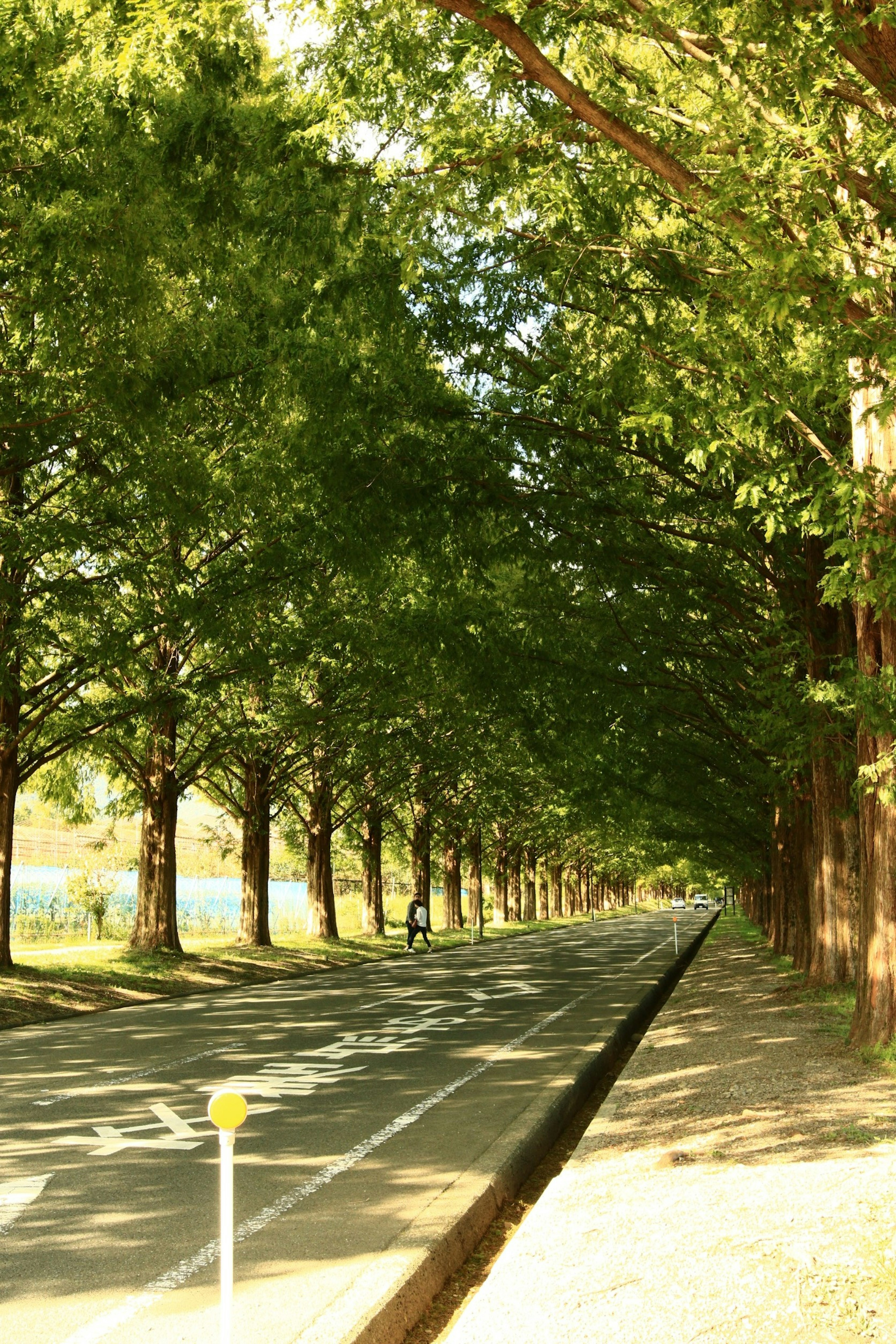 Scenic view of a quiet road lined with green trees