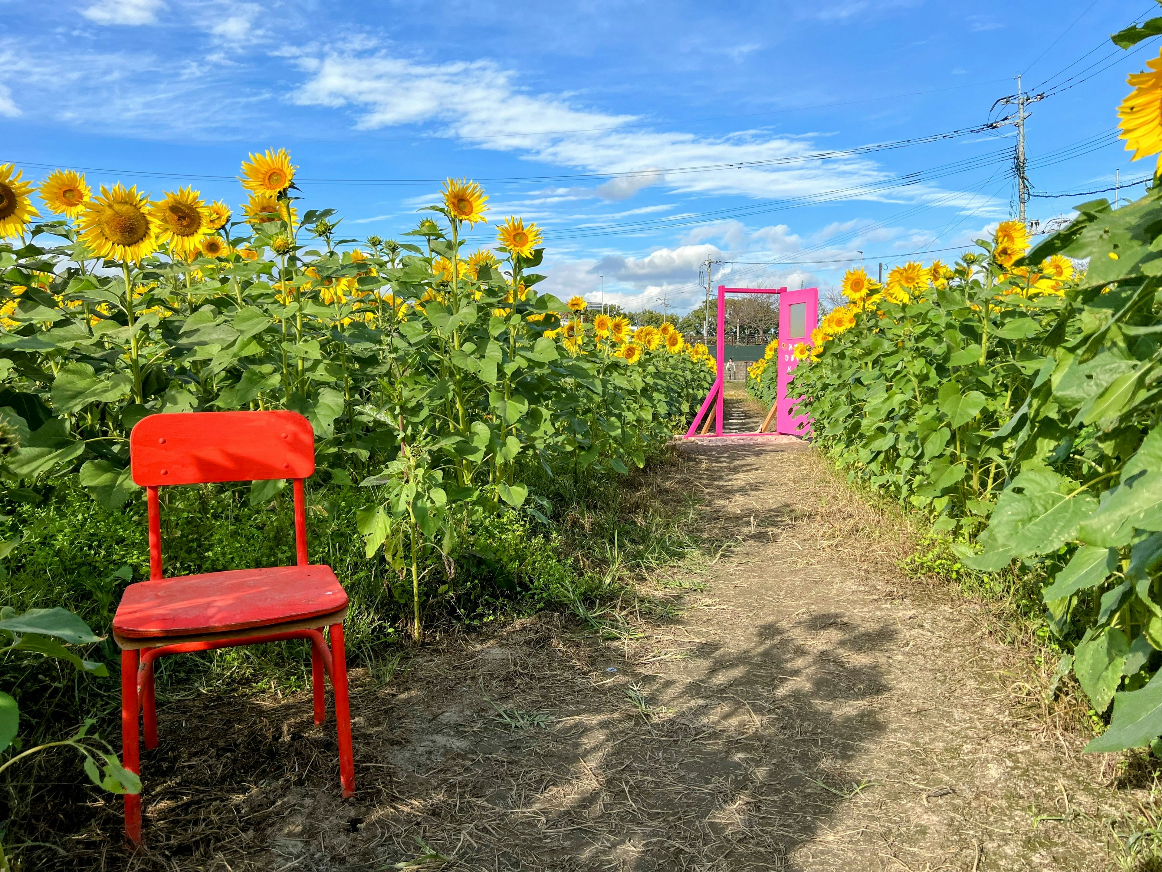 Una sedia rossa accanto a un sentiero di girasoli che porta a una struttura rosa