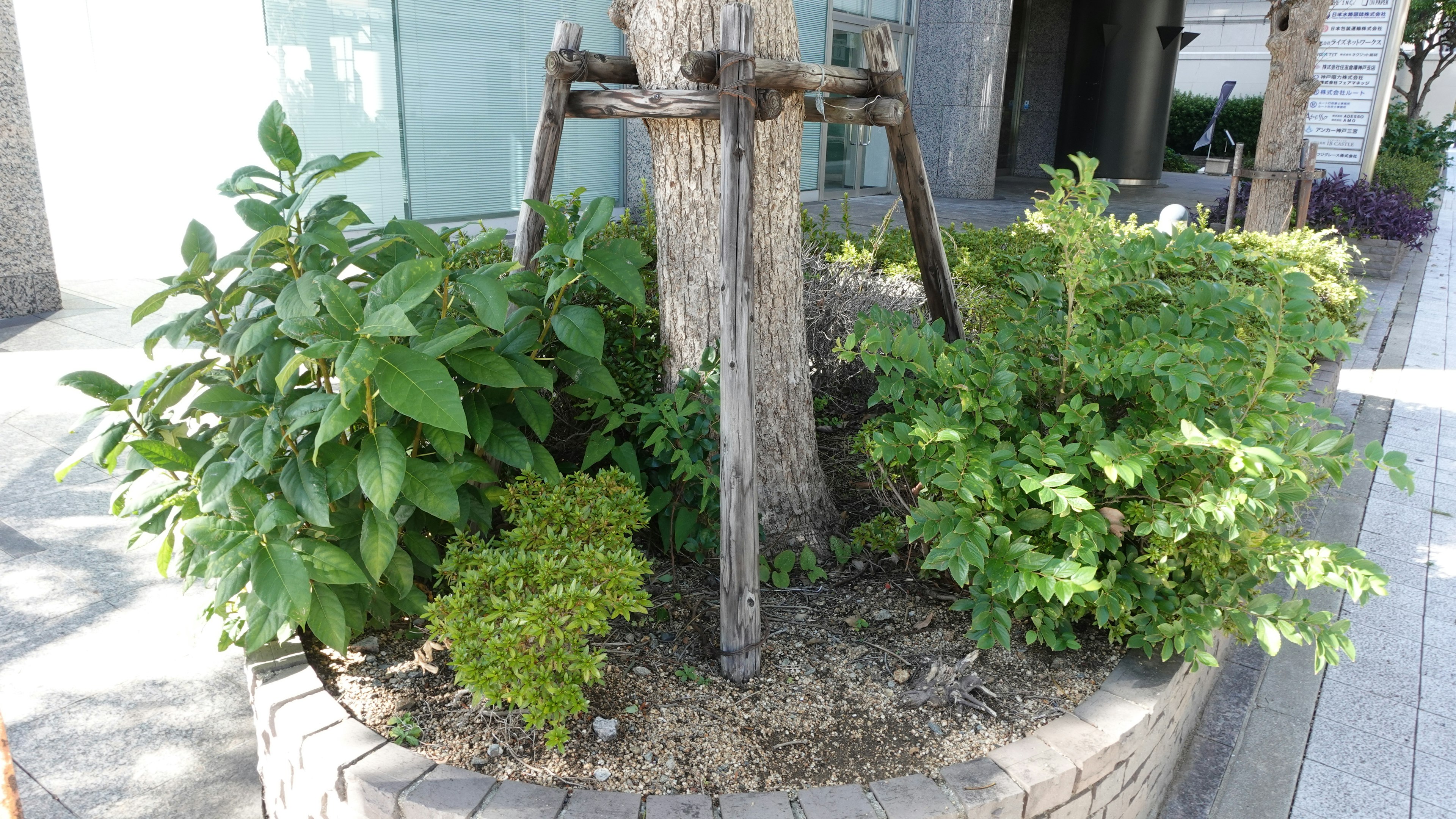 木の周りに緑の植物が生い茂る景観