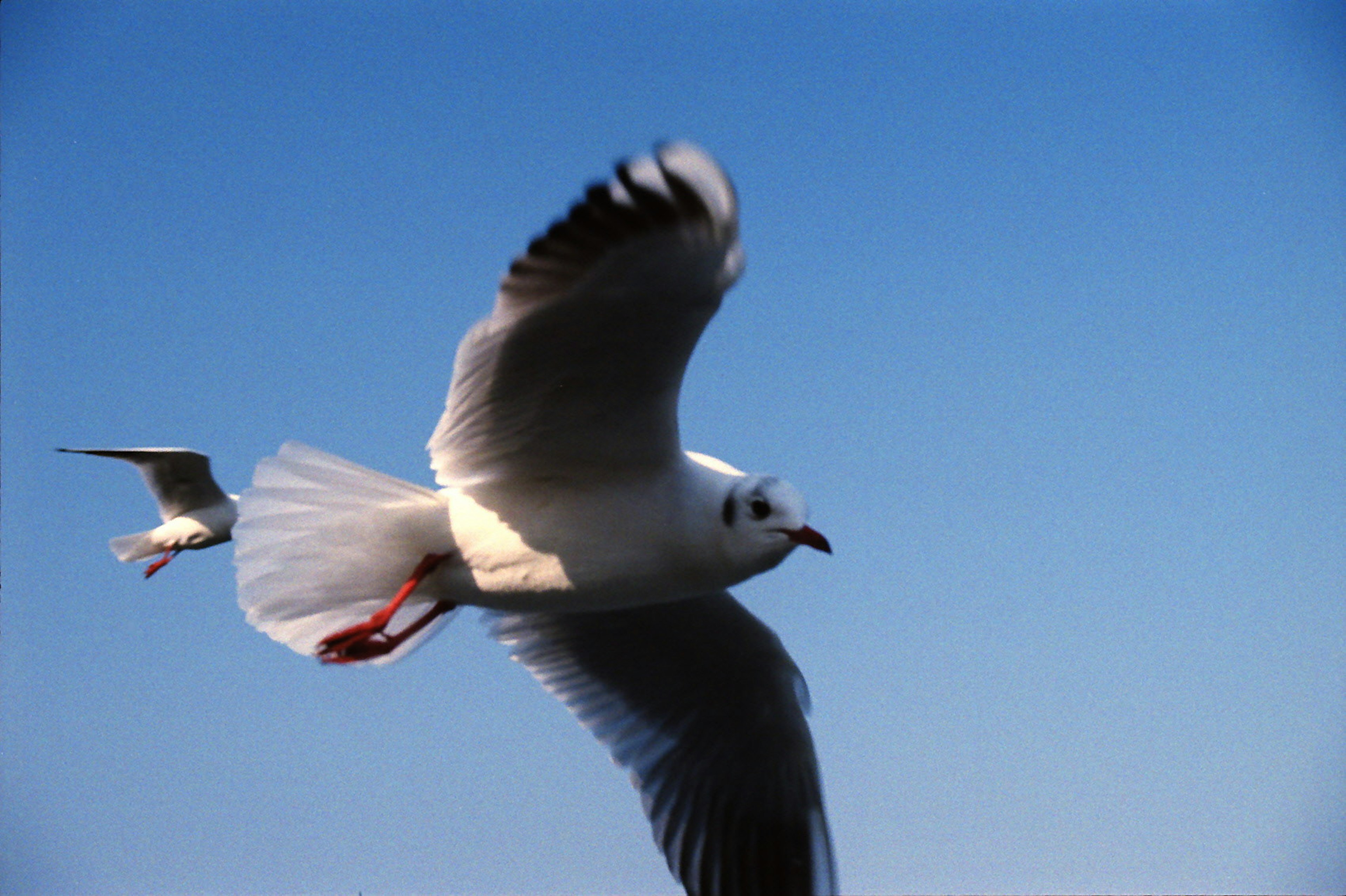 Eine weiße Möwe fliegt vor einem blauen Himmel