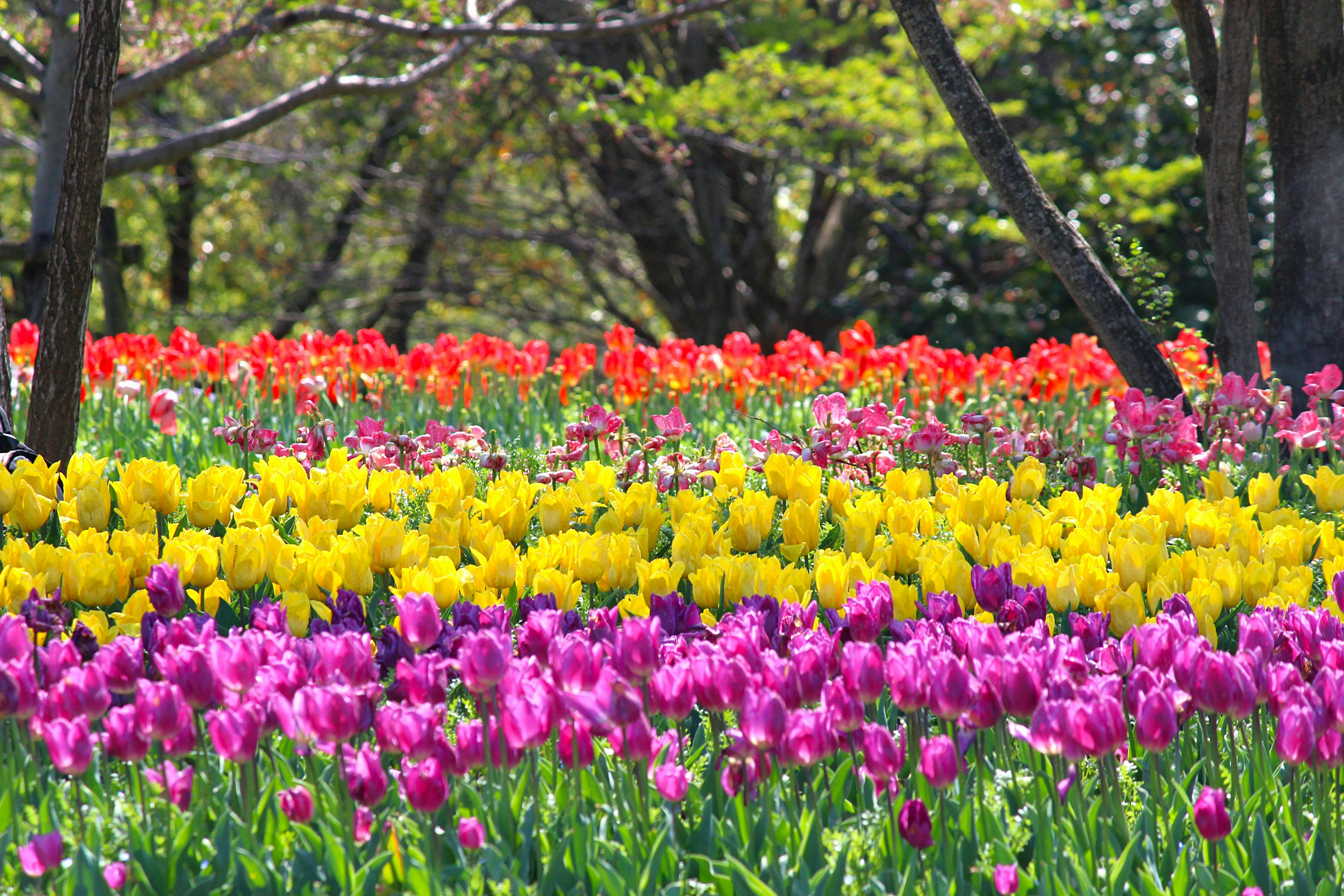 Bunte Tulpen blühen in einer Parklandschaft