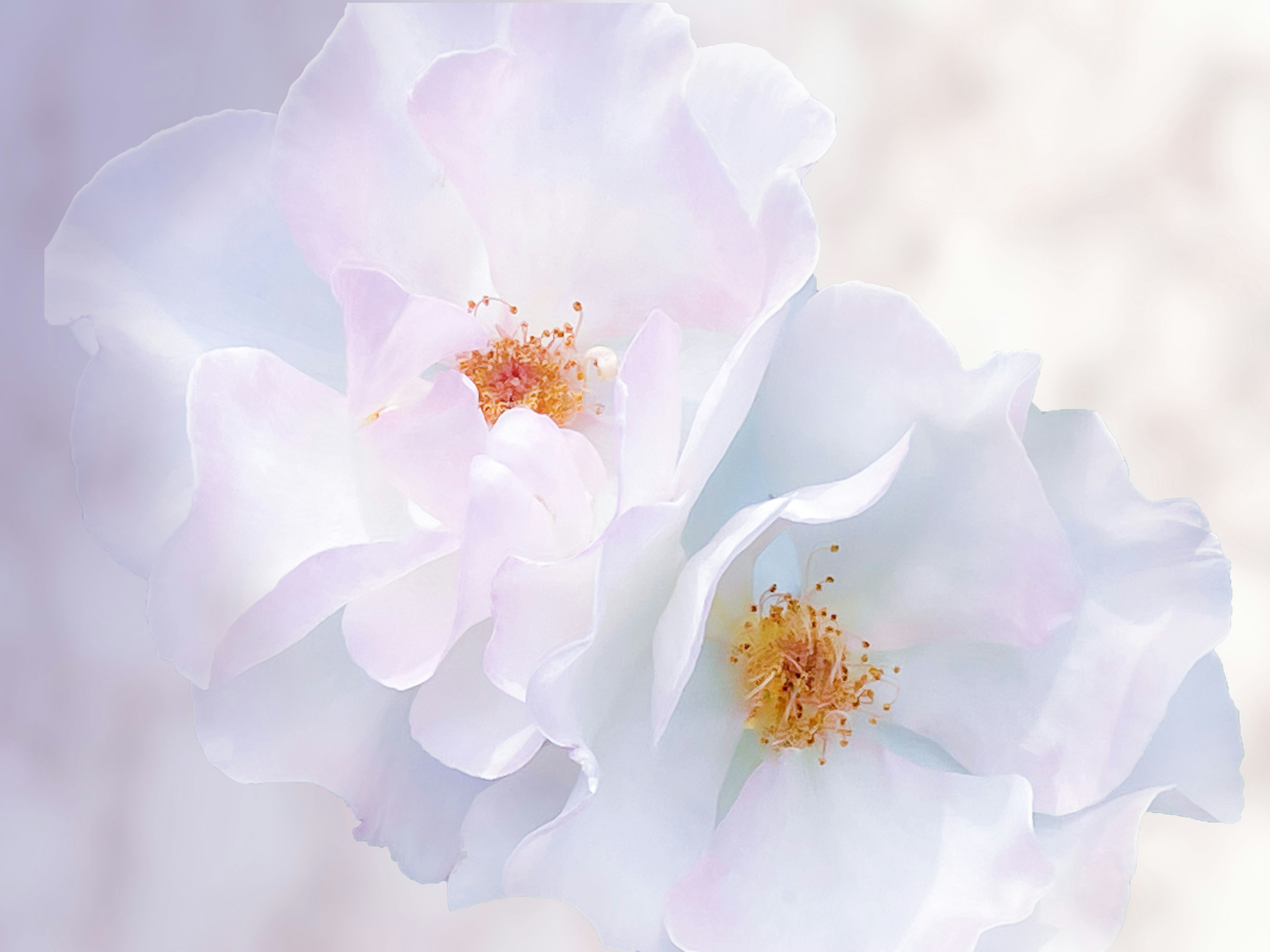 Close-up of two delicate flowers with soft pastel petals