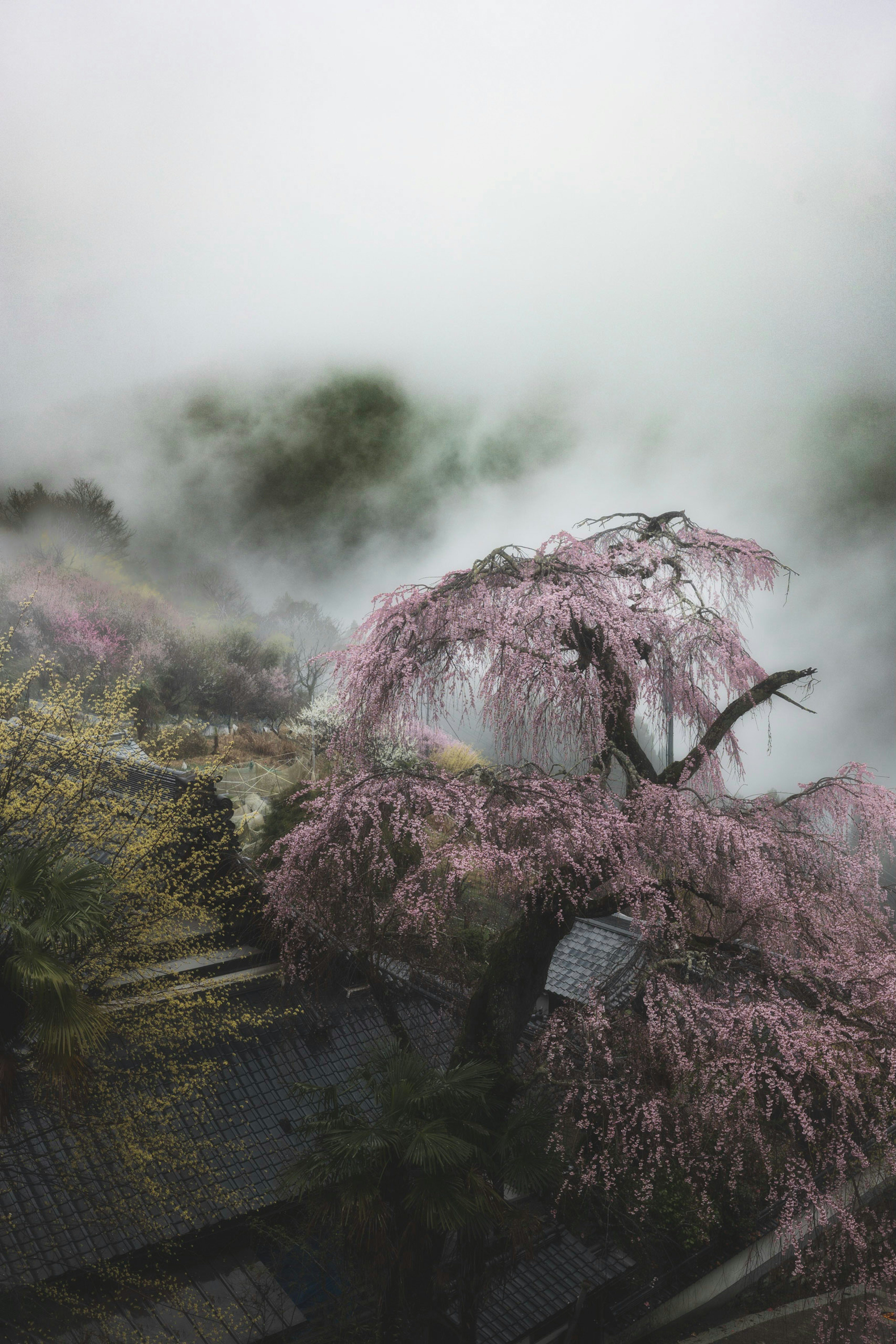 霧の中に咲く桜の木が見える風景