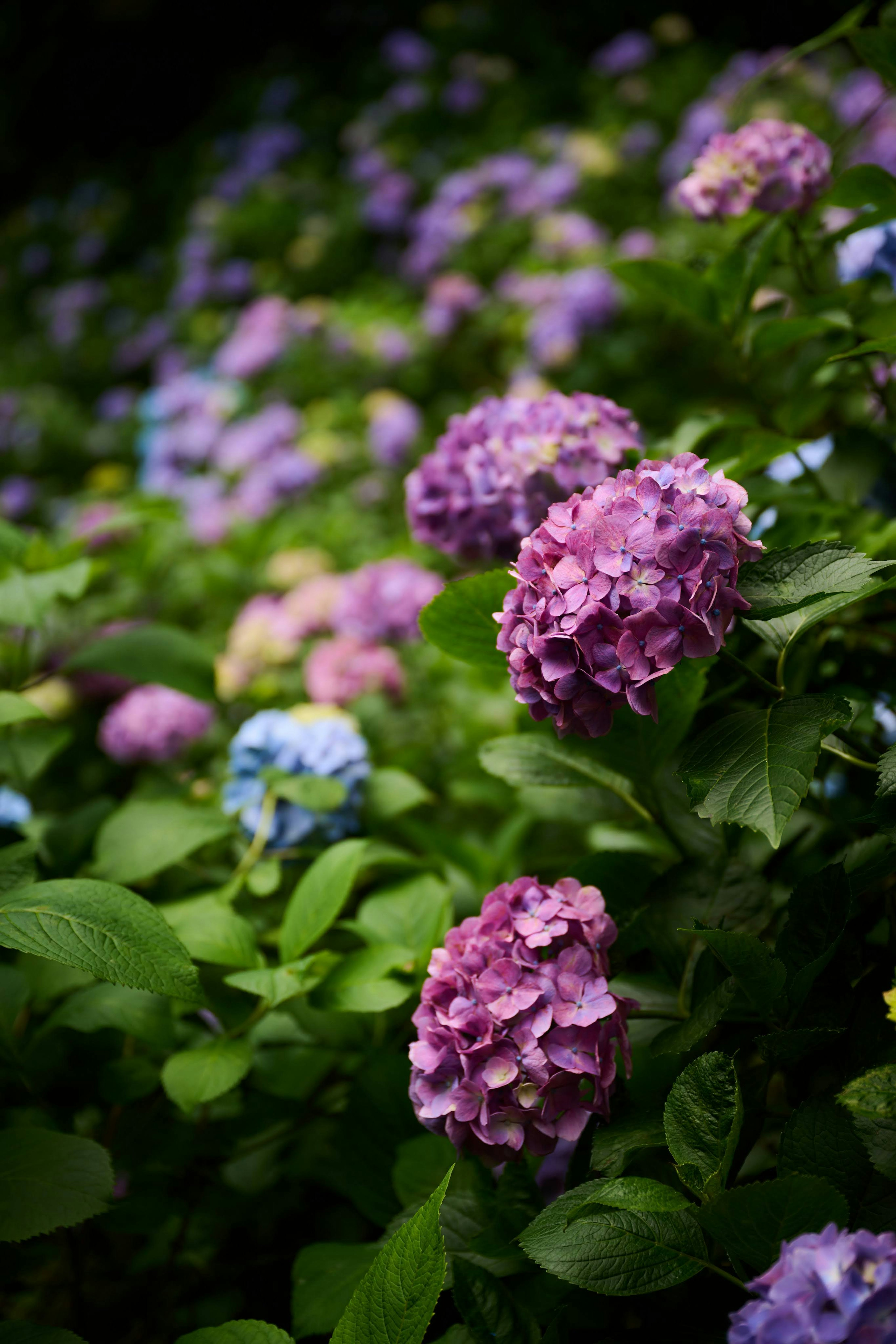 Paysage magnifique avec des hortensias colorés en fleurs