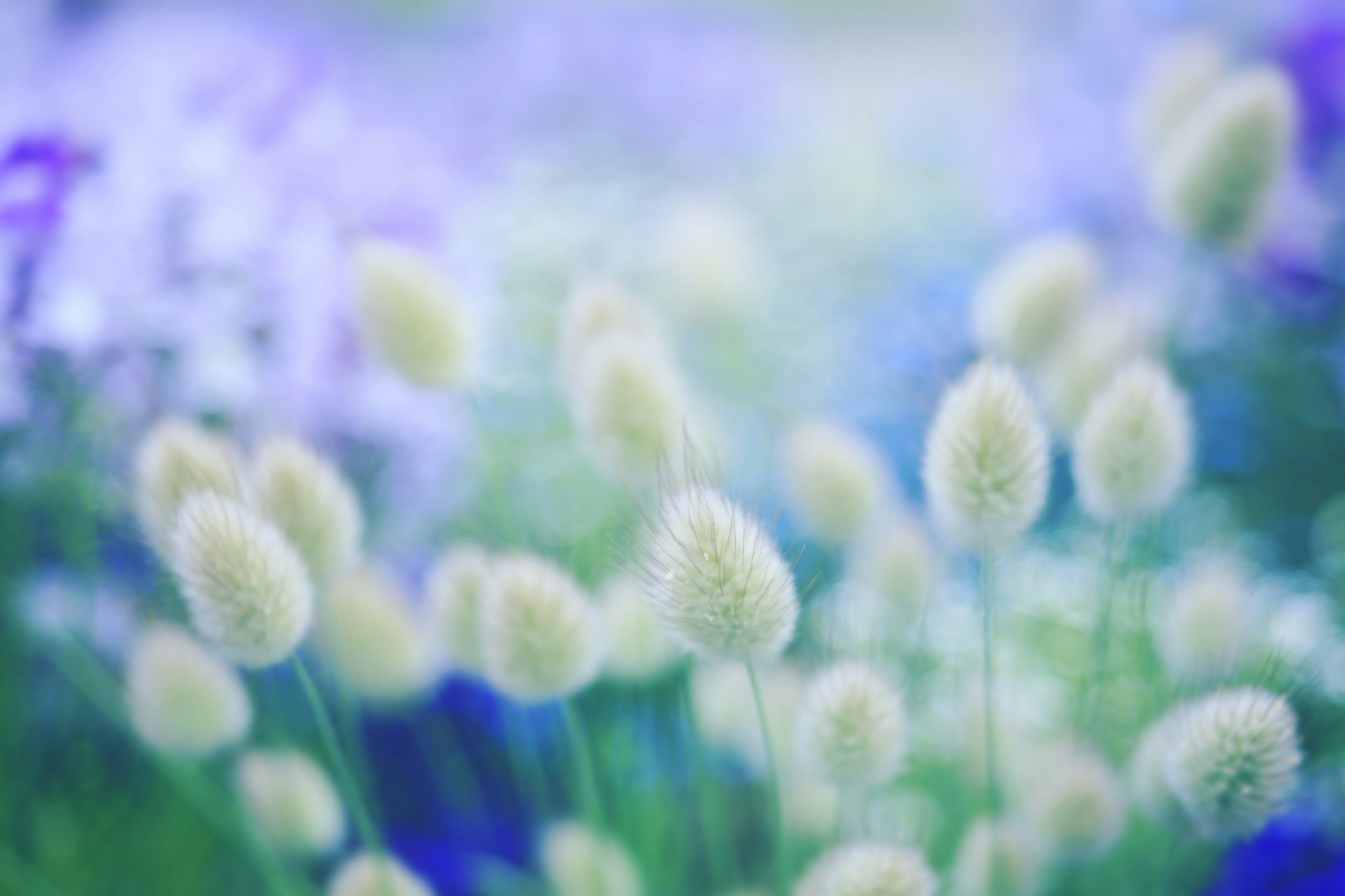 Cluster aus sanften weißen Blumen vor einem verschwommenen blauen und grünen Hintergrund