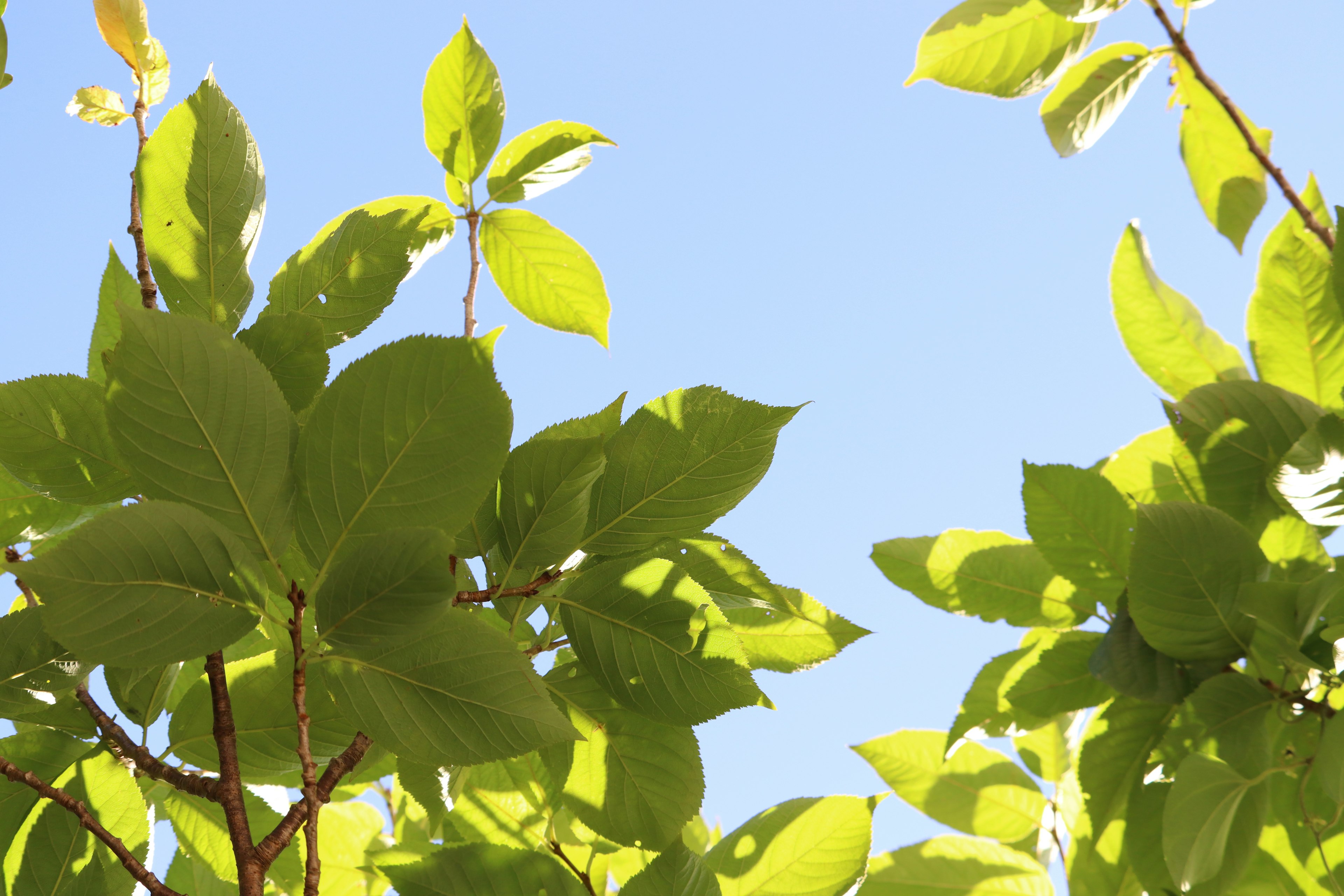 Close-up of green leaves against a blue sky