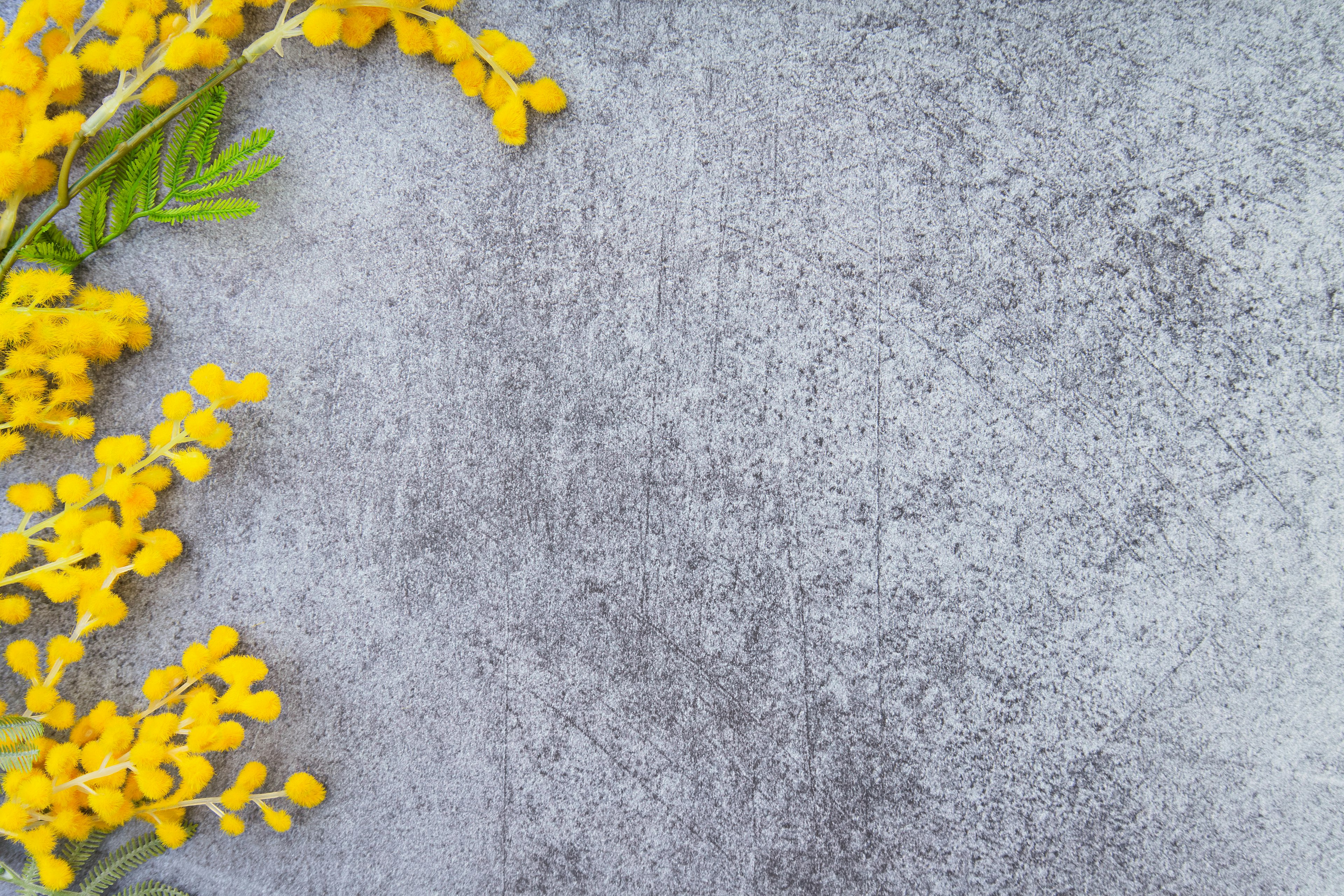 Yellow mimosa flowers arranged on a gray background