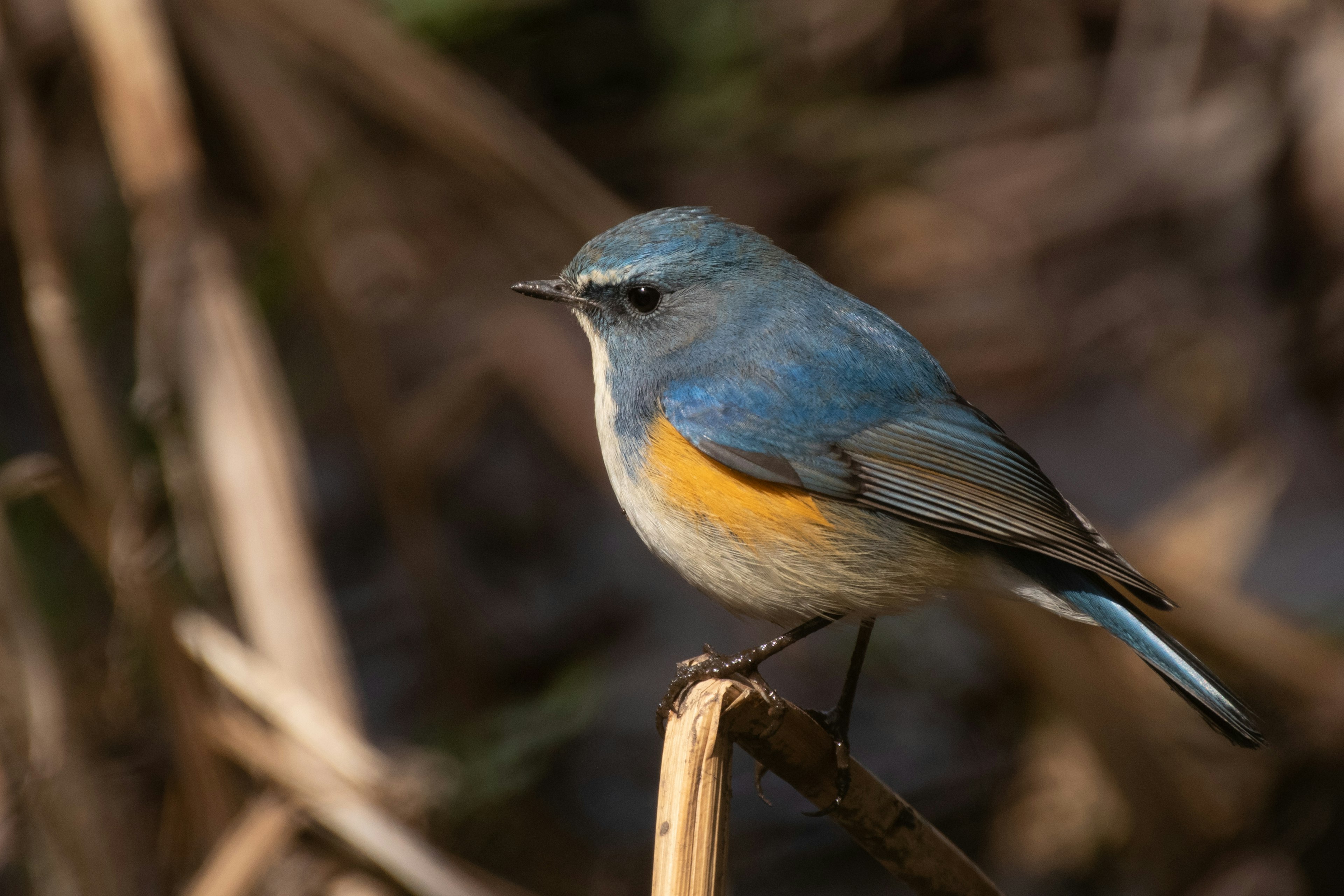 Un petit oiseau aux plumes bleues perché sur une brindille