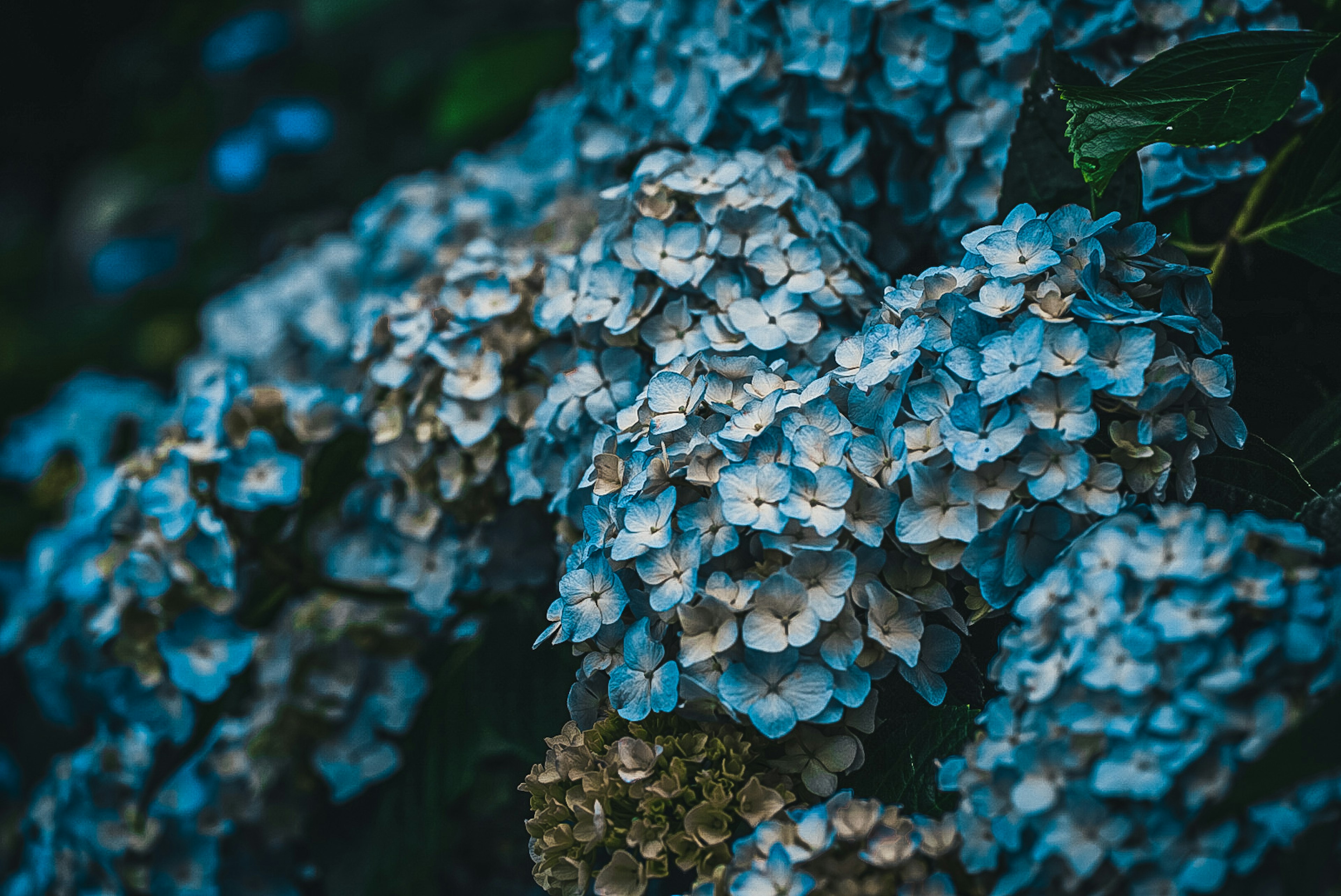 Primo piano di fiori di ortensia blu raggruppati in un ambiente scuro