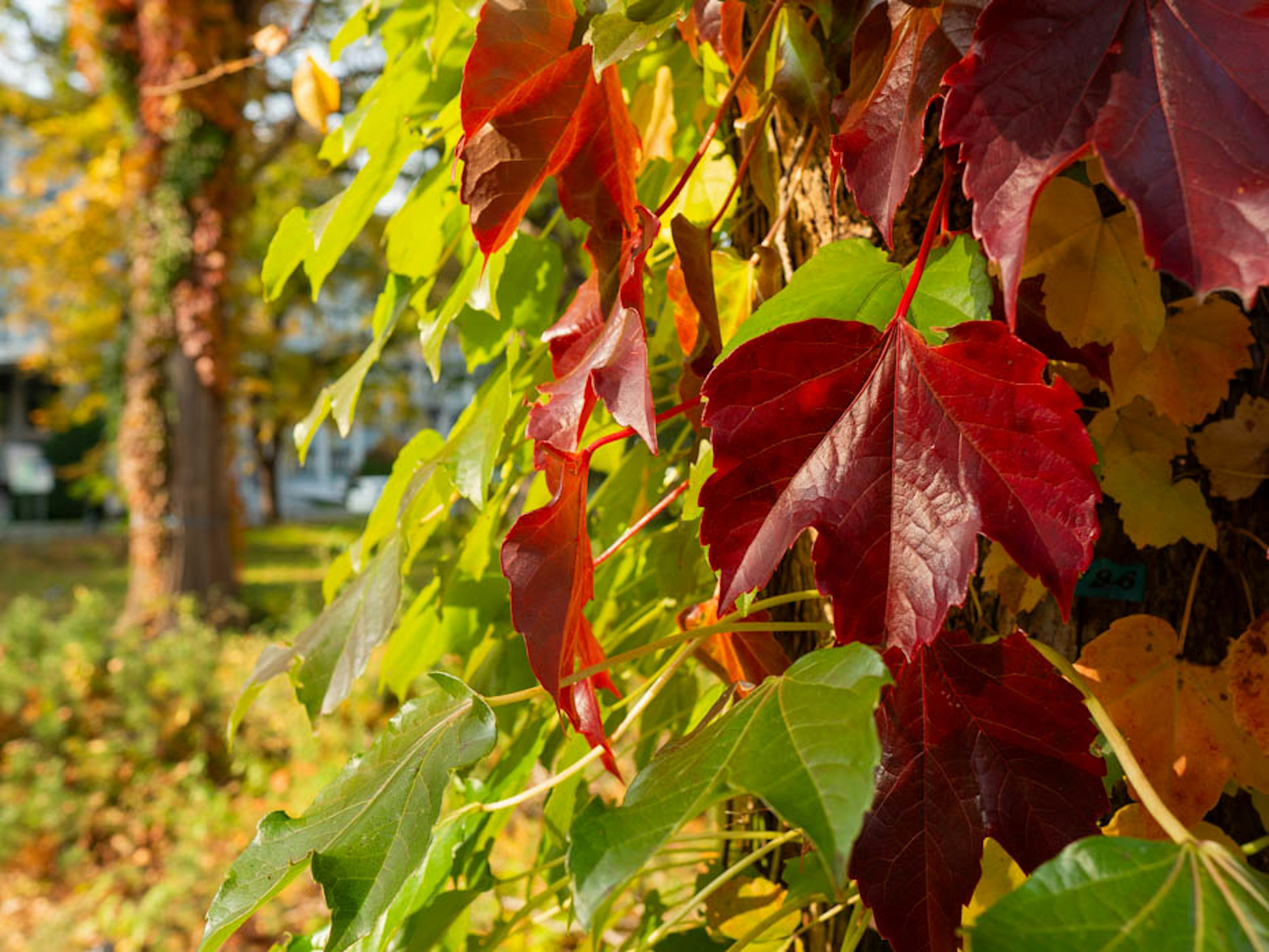 秋の紅葉した赤い葉と緑の葉が絡み合った風景