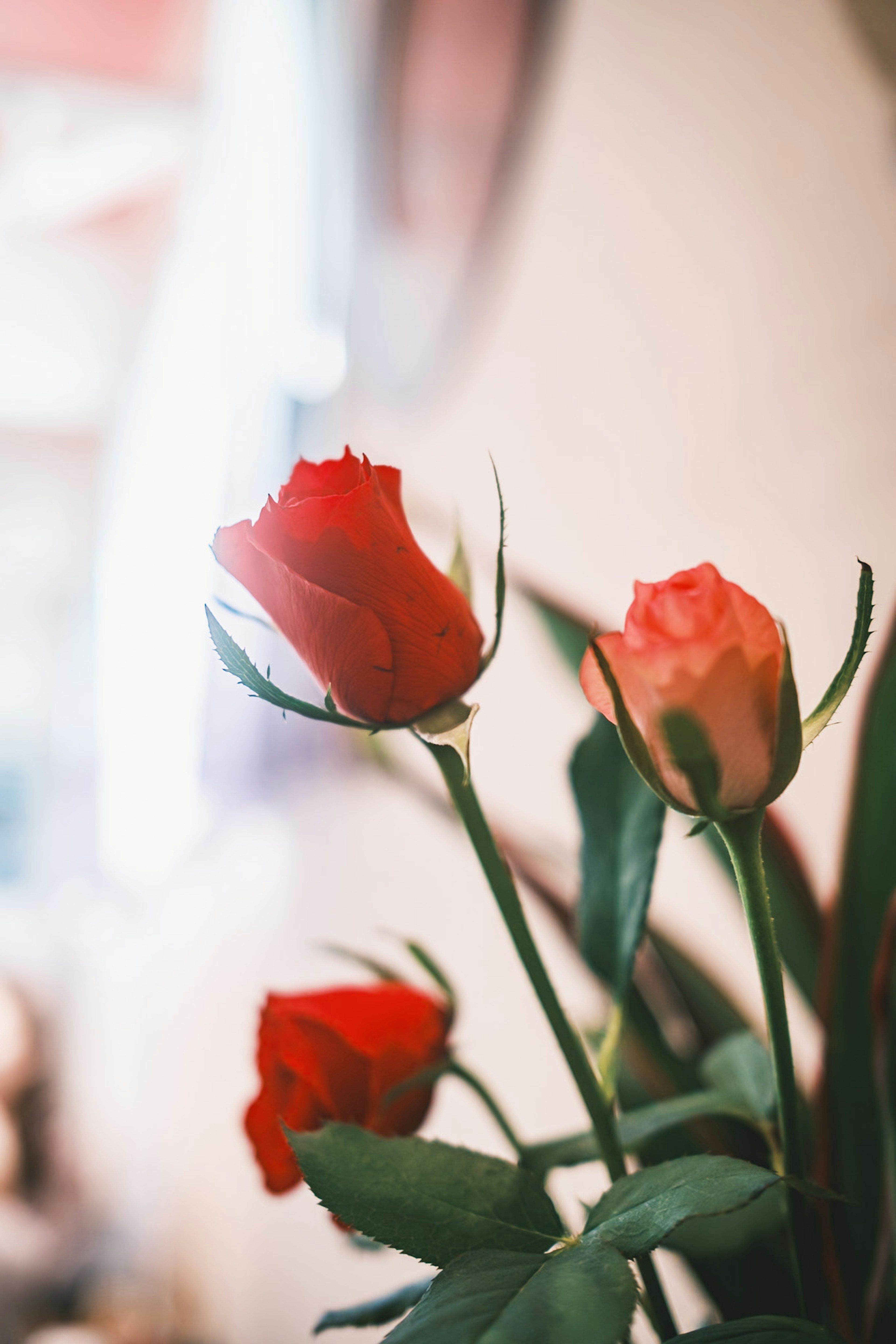 Red and pink roses in a vase with green leaves