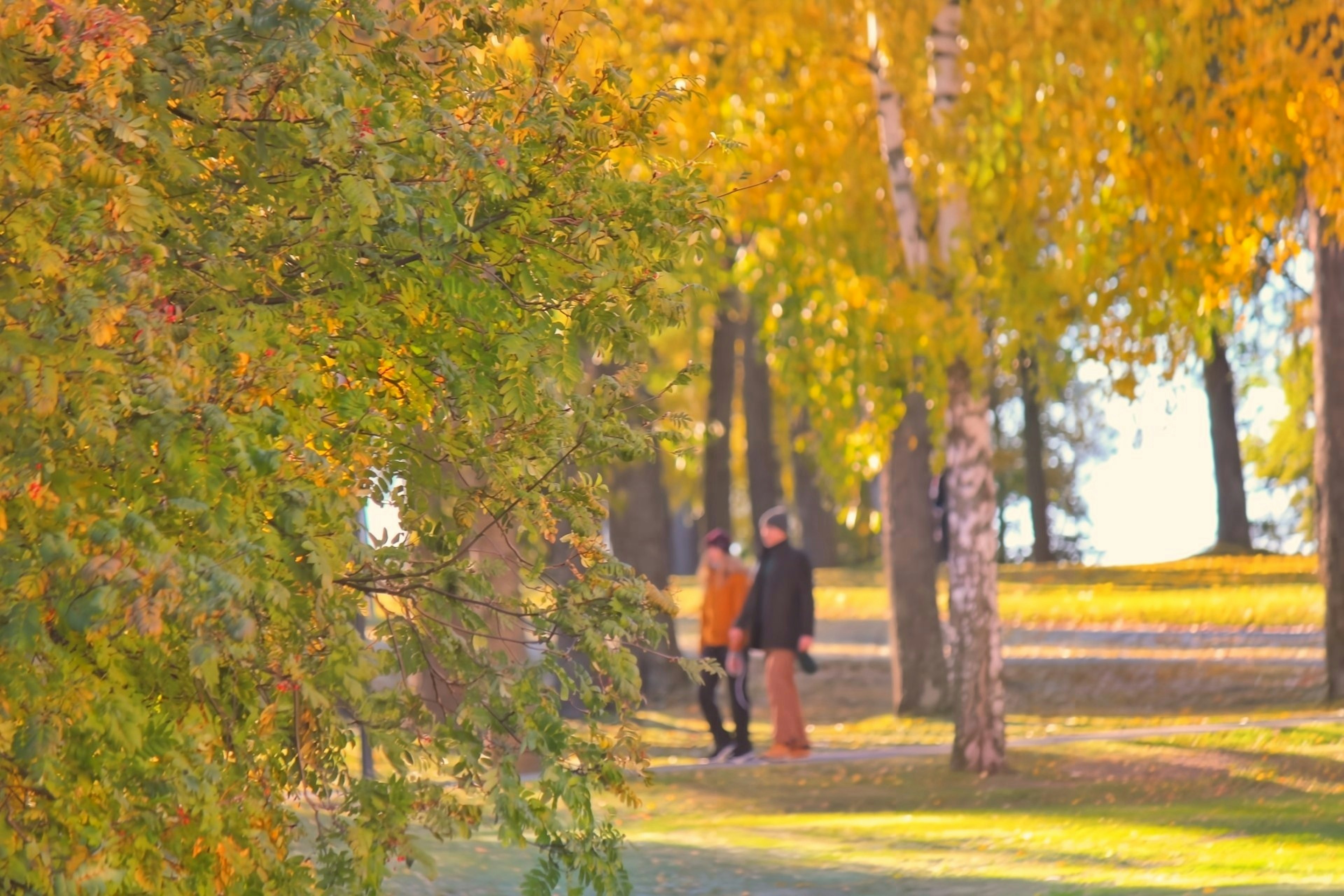 秋の公園で立っている二人の人物と色づいた木々