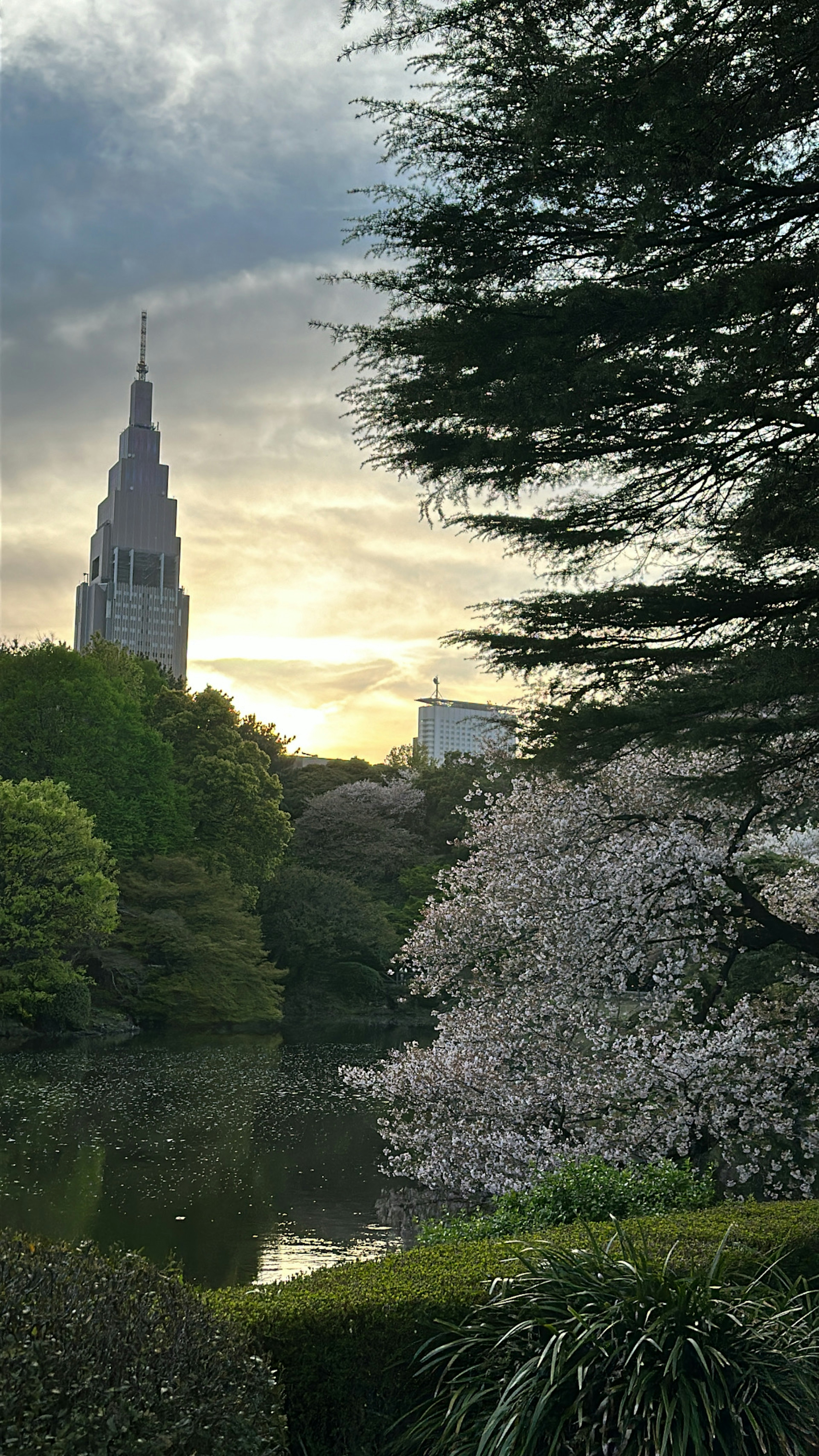 公园里日落时樱花和摩天大楼的风景