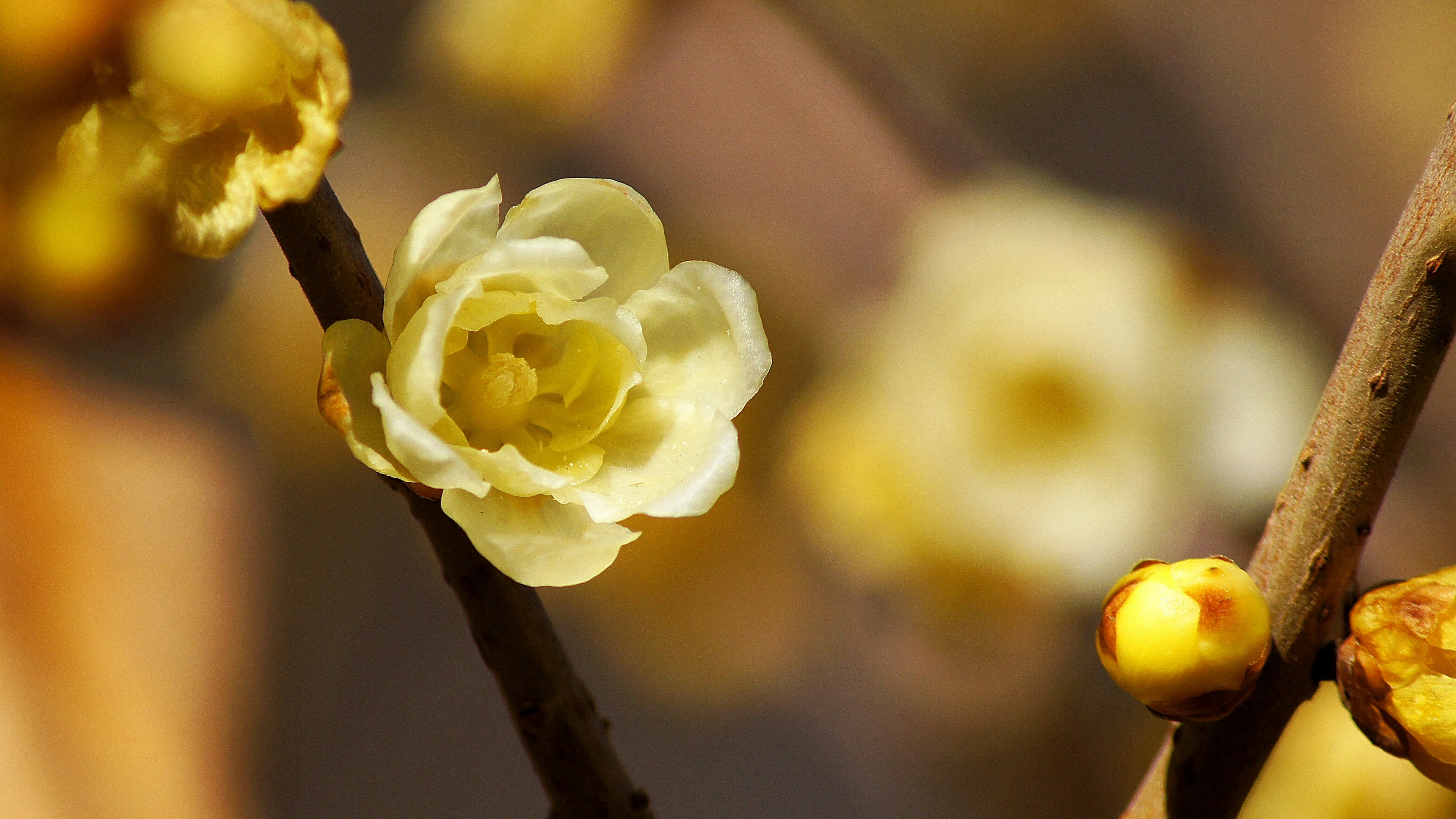 Nahaufnahme einer blühenden blassgelben Blume an einem Zweig