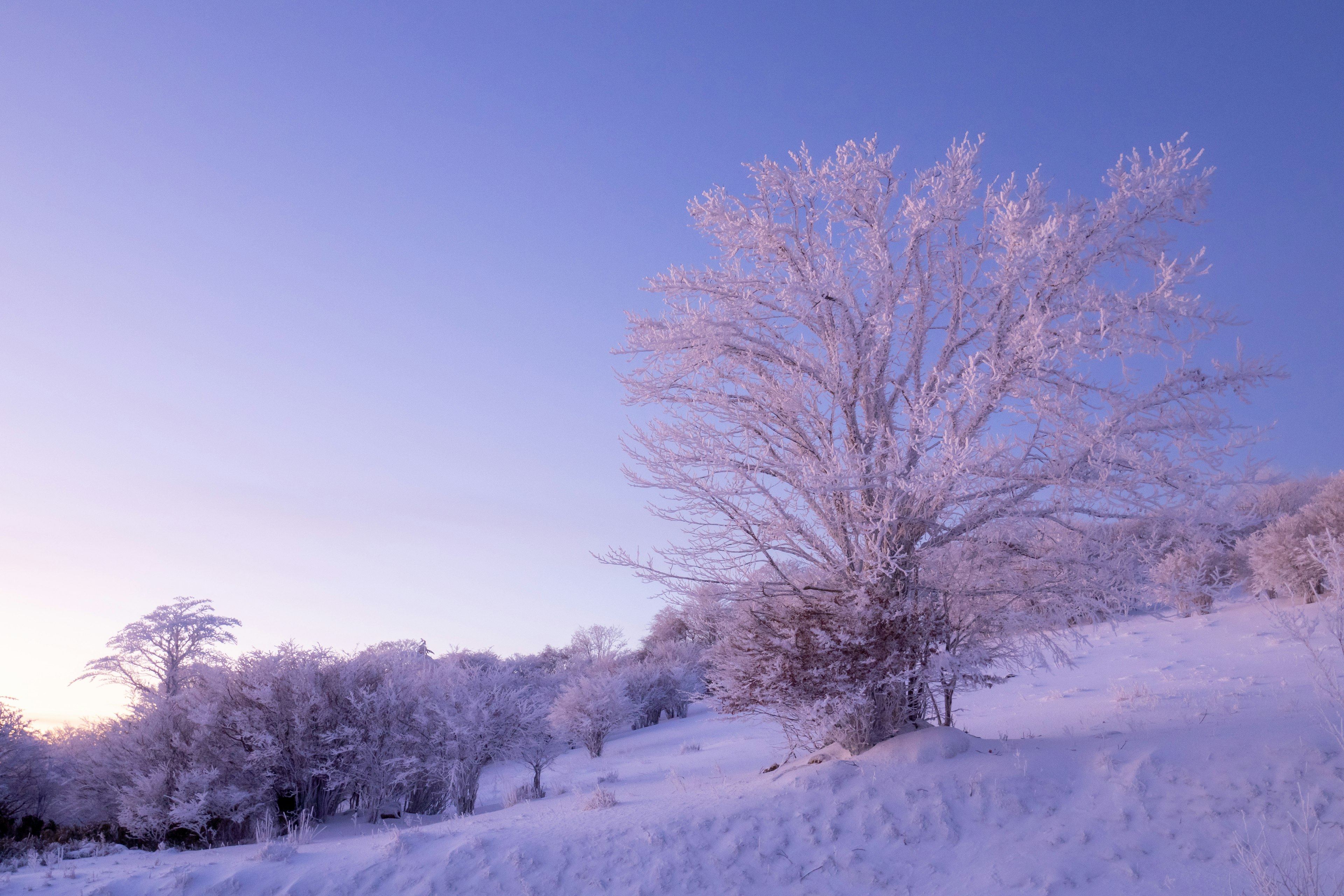 Verschneite Bäume vor einem blau-lila Himmel