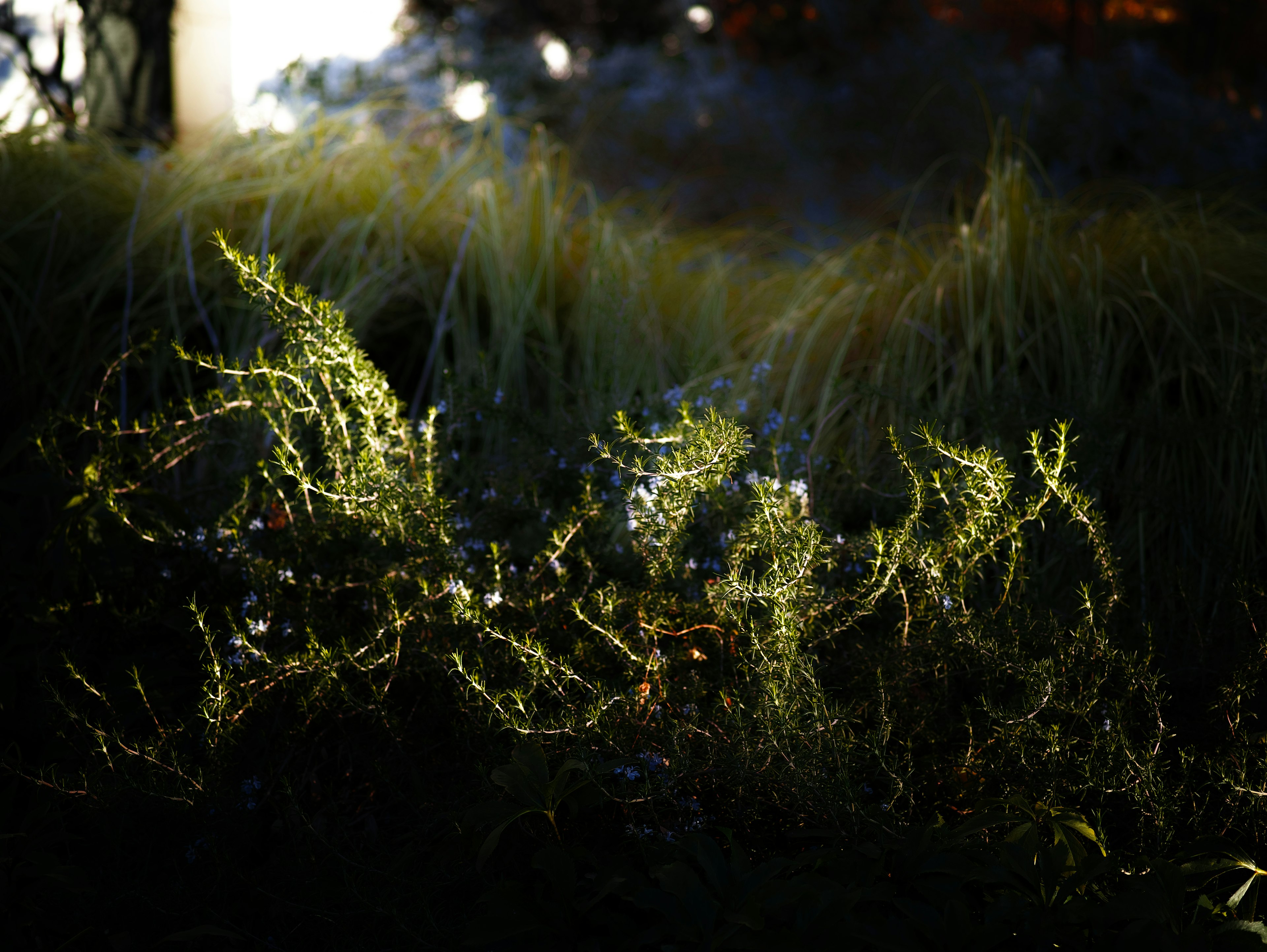 Illuminated grass leaves against a dark background