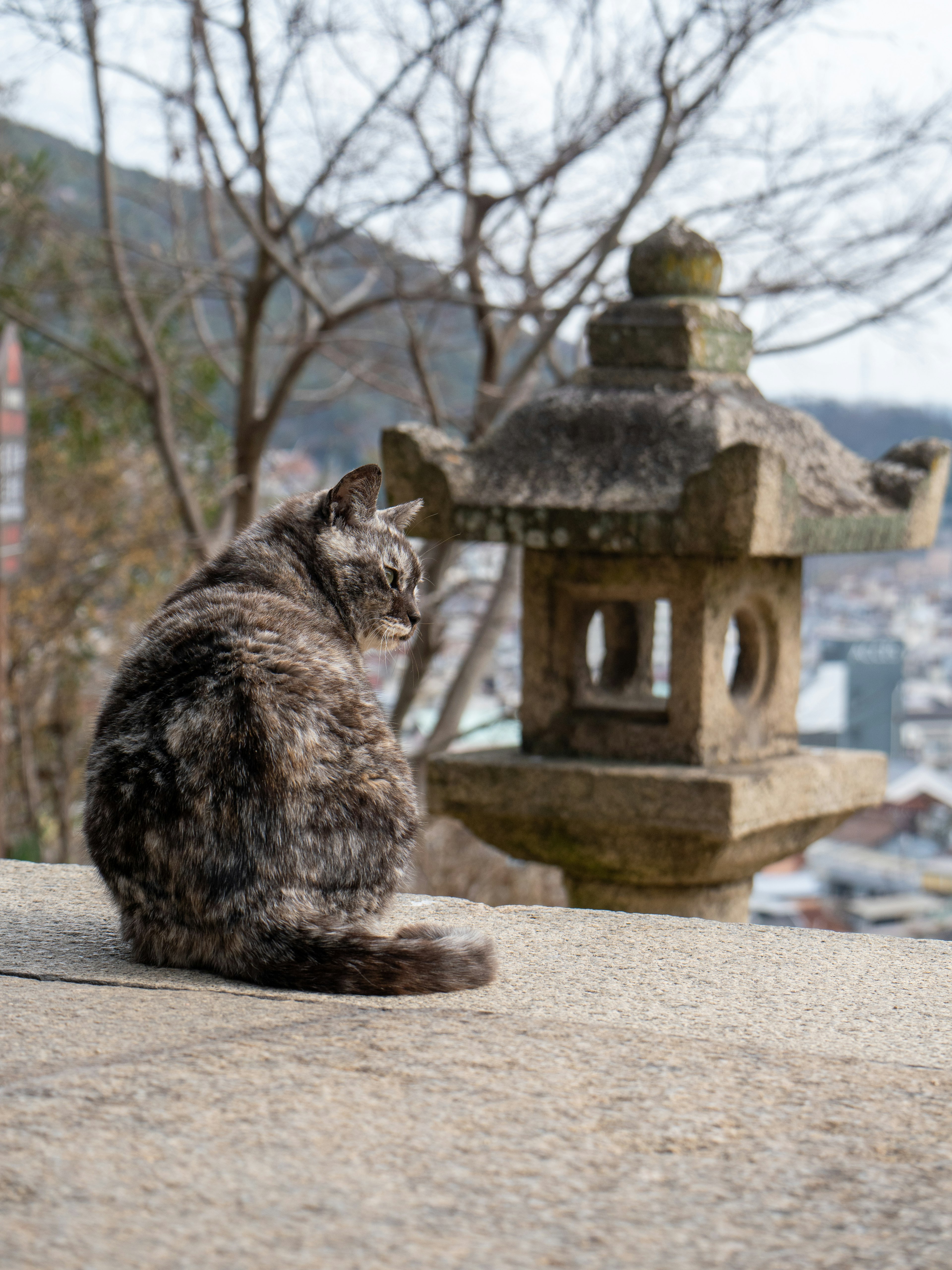 A cat sitting in front of a stone lantern overlooking a scenic view