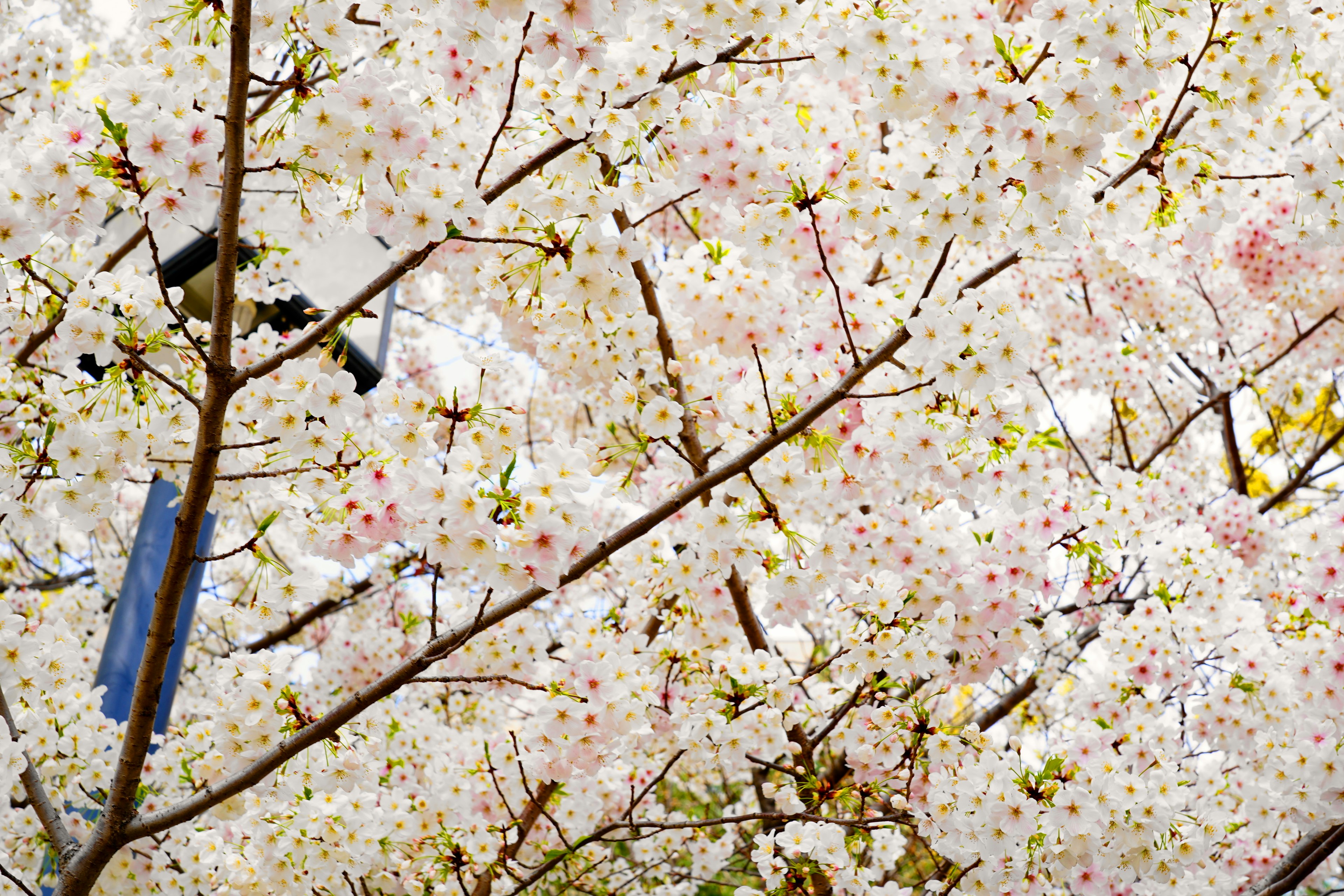 桜の花が咲く枝のクローズアップ　淡いピンクと白の花びら