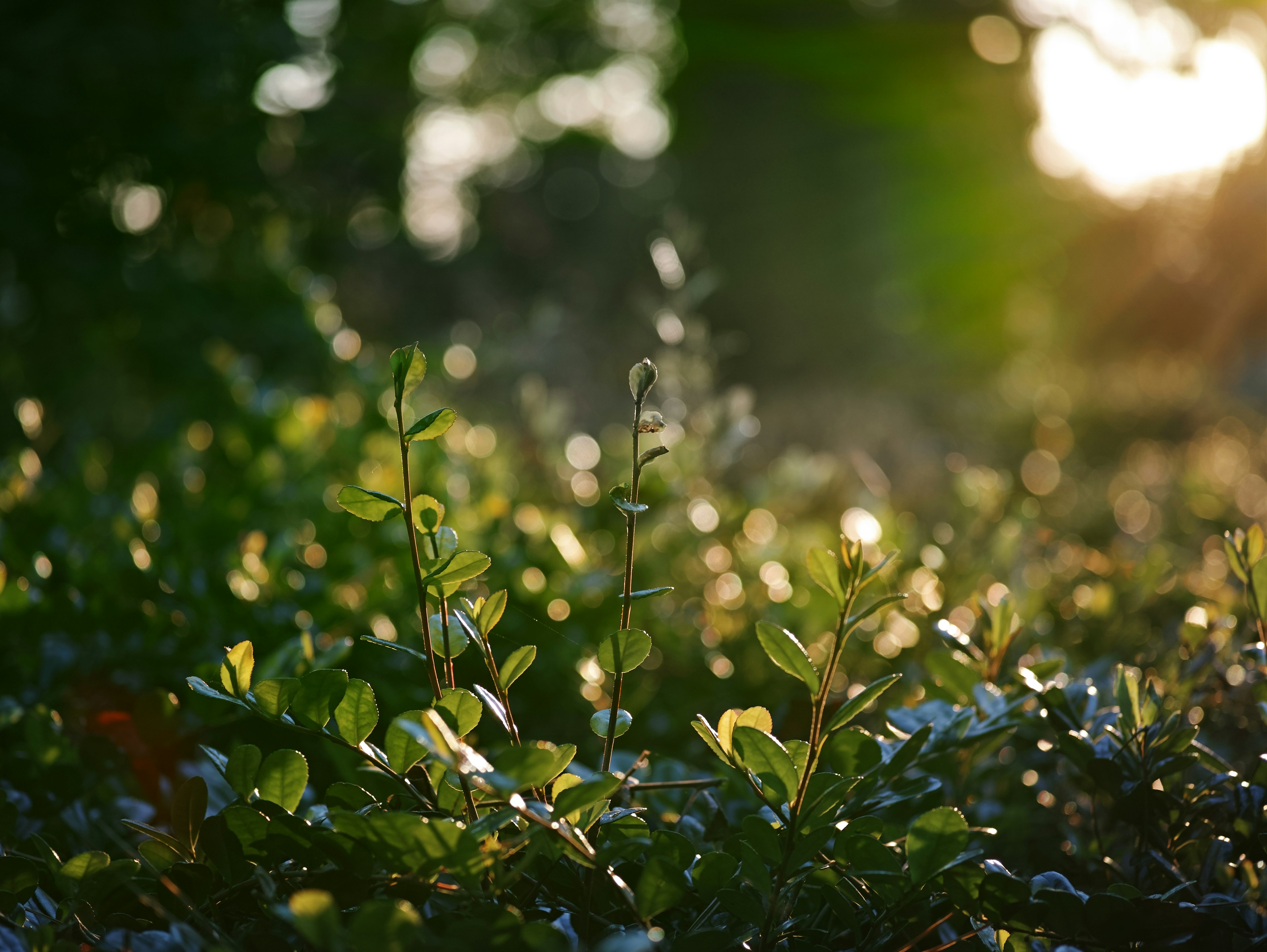 Close-up of green plants bathed in sunset light