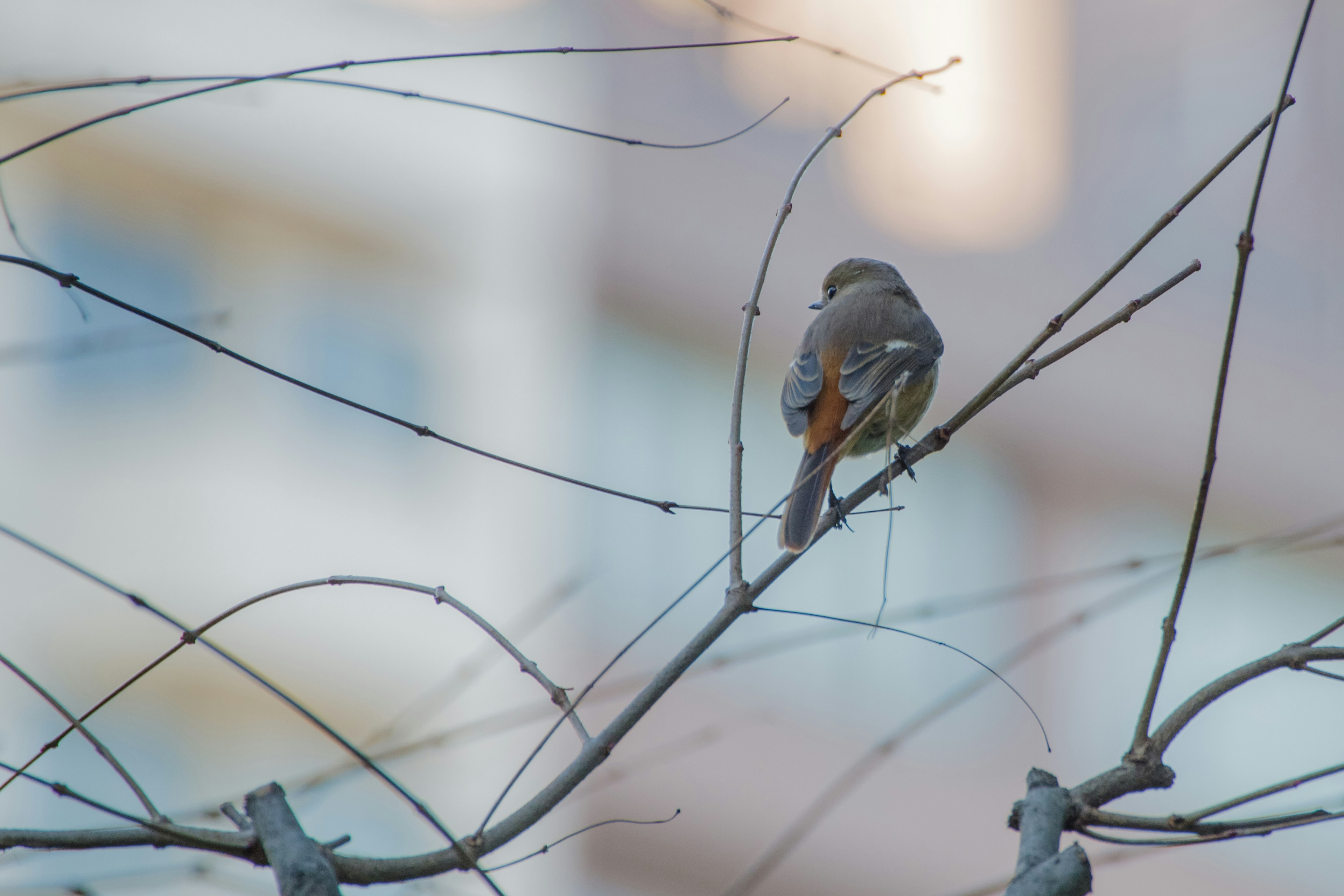 Ein kleiner Vogel, der auf einem Zweig sitzt, mit einem verschwommenen Gebäude im Hintergrund