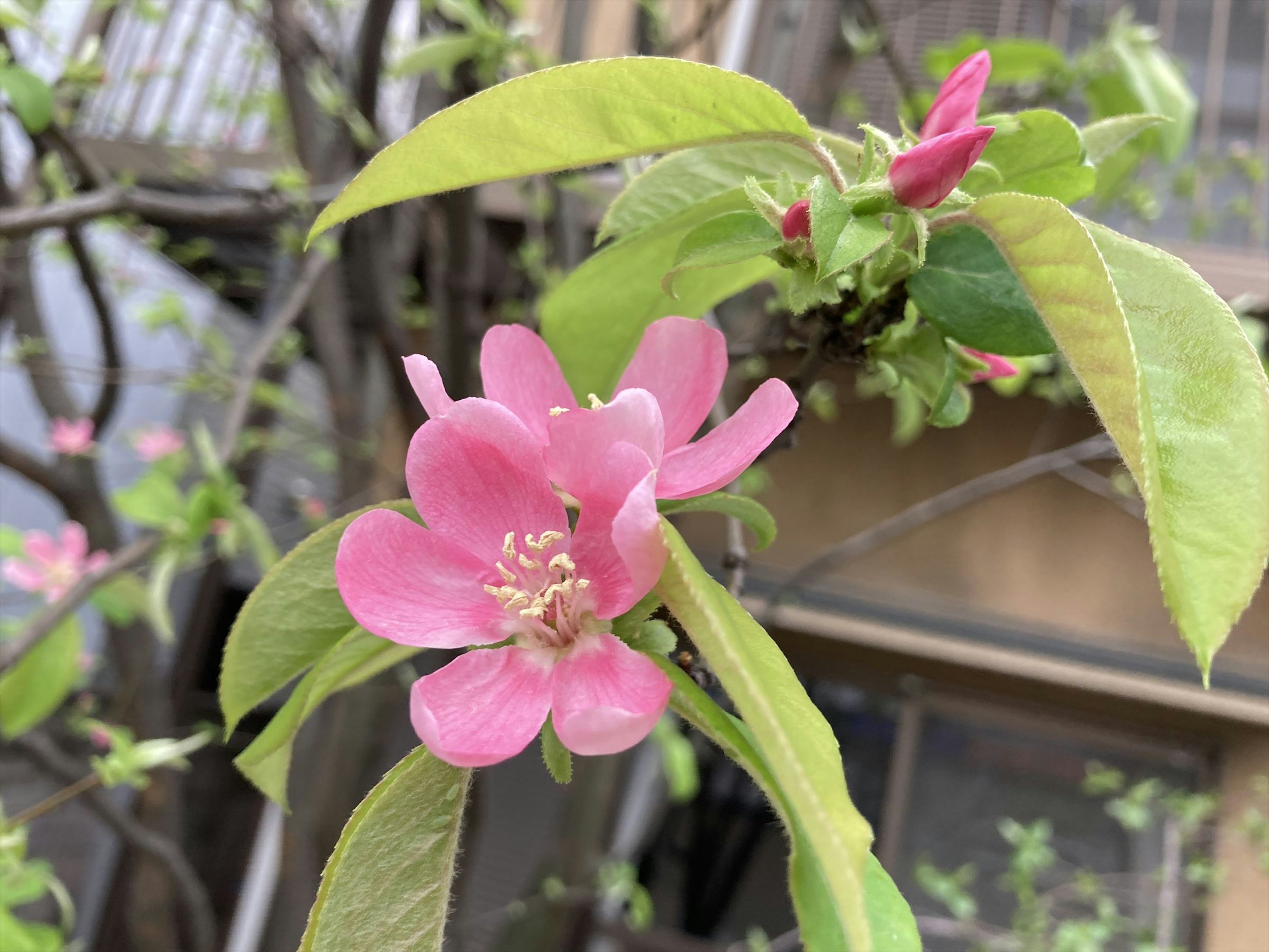 Kedekatan bunga pink dengan daun hijau